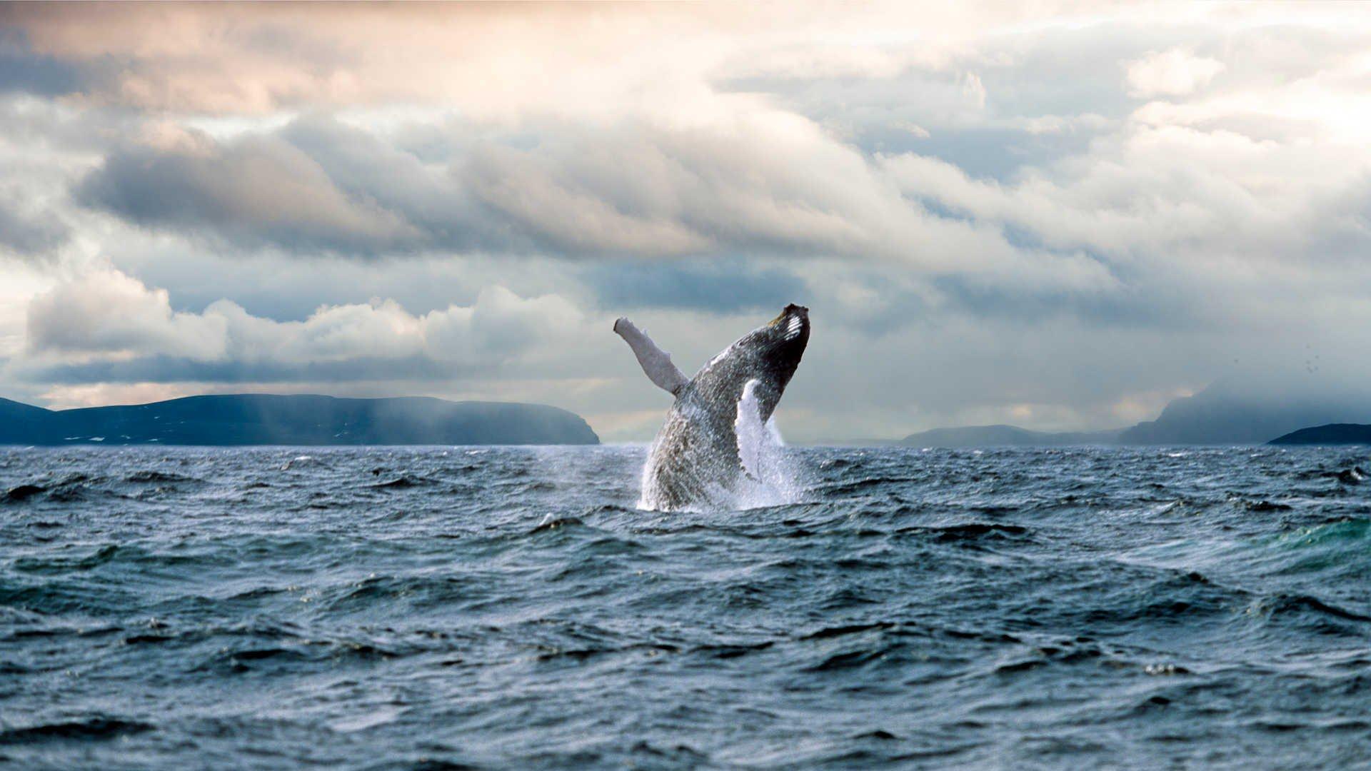 Gatherall's Puffin and Whale Watch