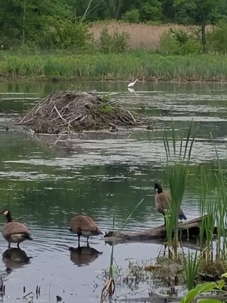 Fannie Stebbins Memorial Wildlife Refuge