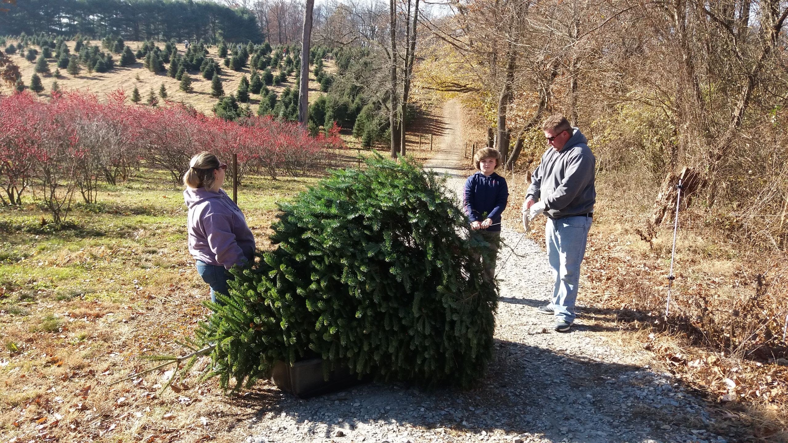 Schmidt's Tree Farm