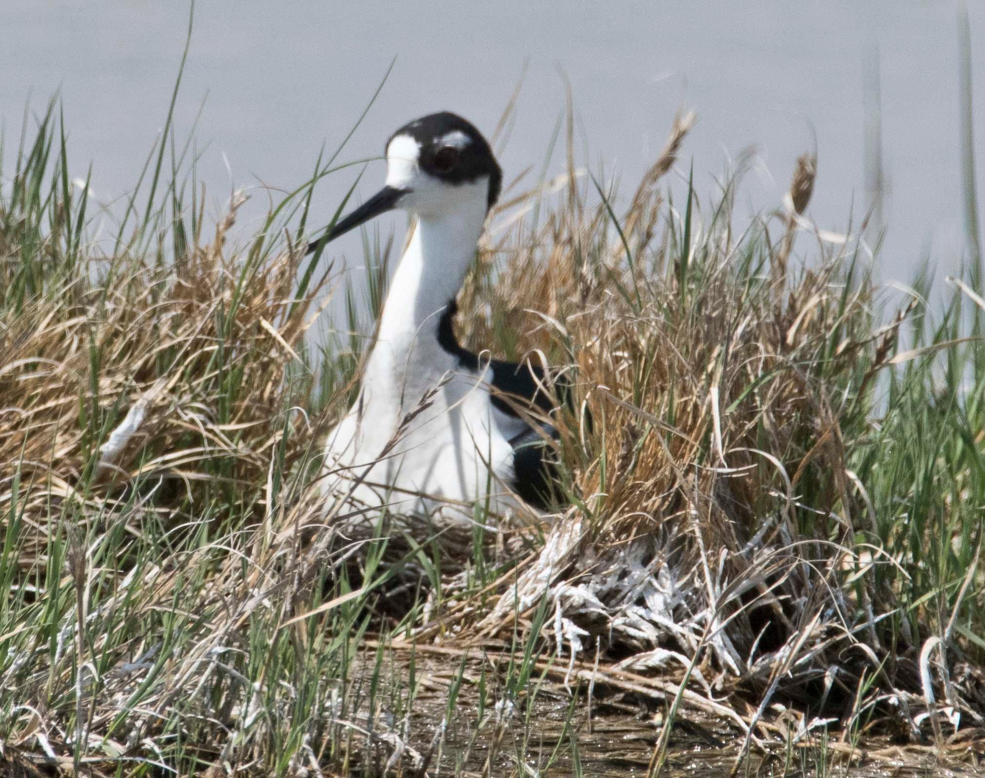 Bowdoin National Wildlife Refuge