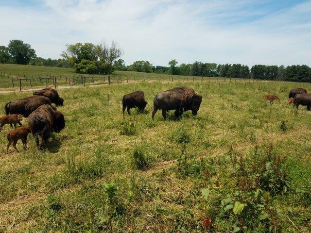 Cook's Bison Ranch