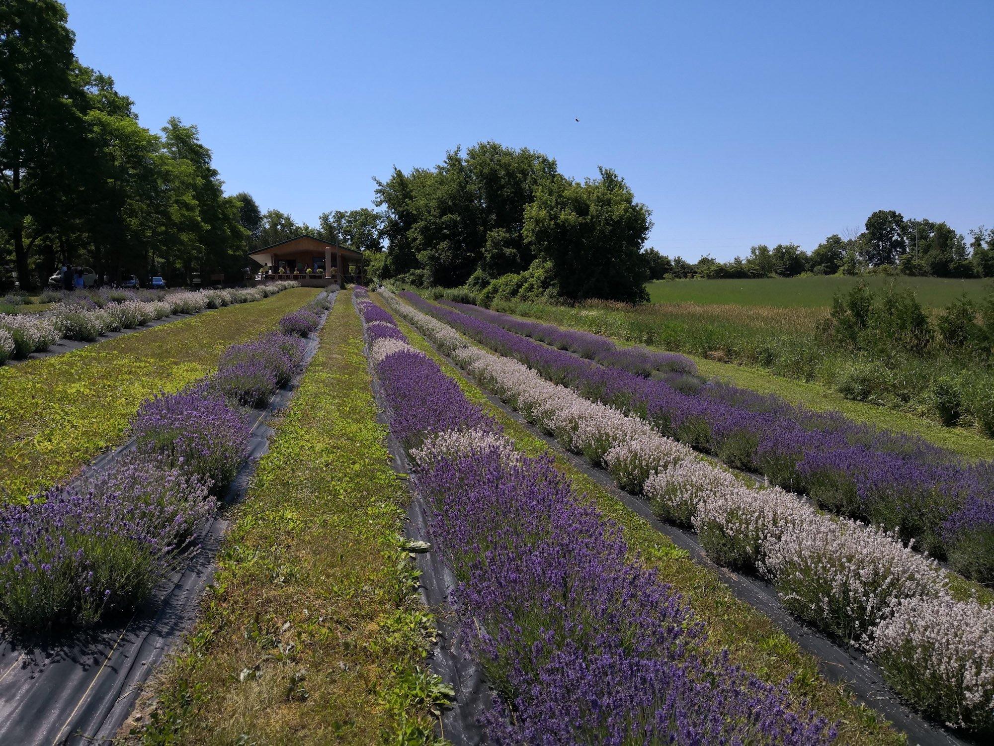 Christel Lake Lavander