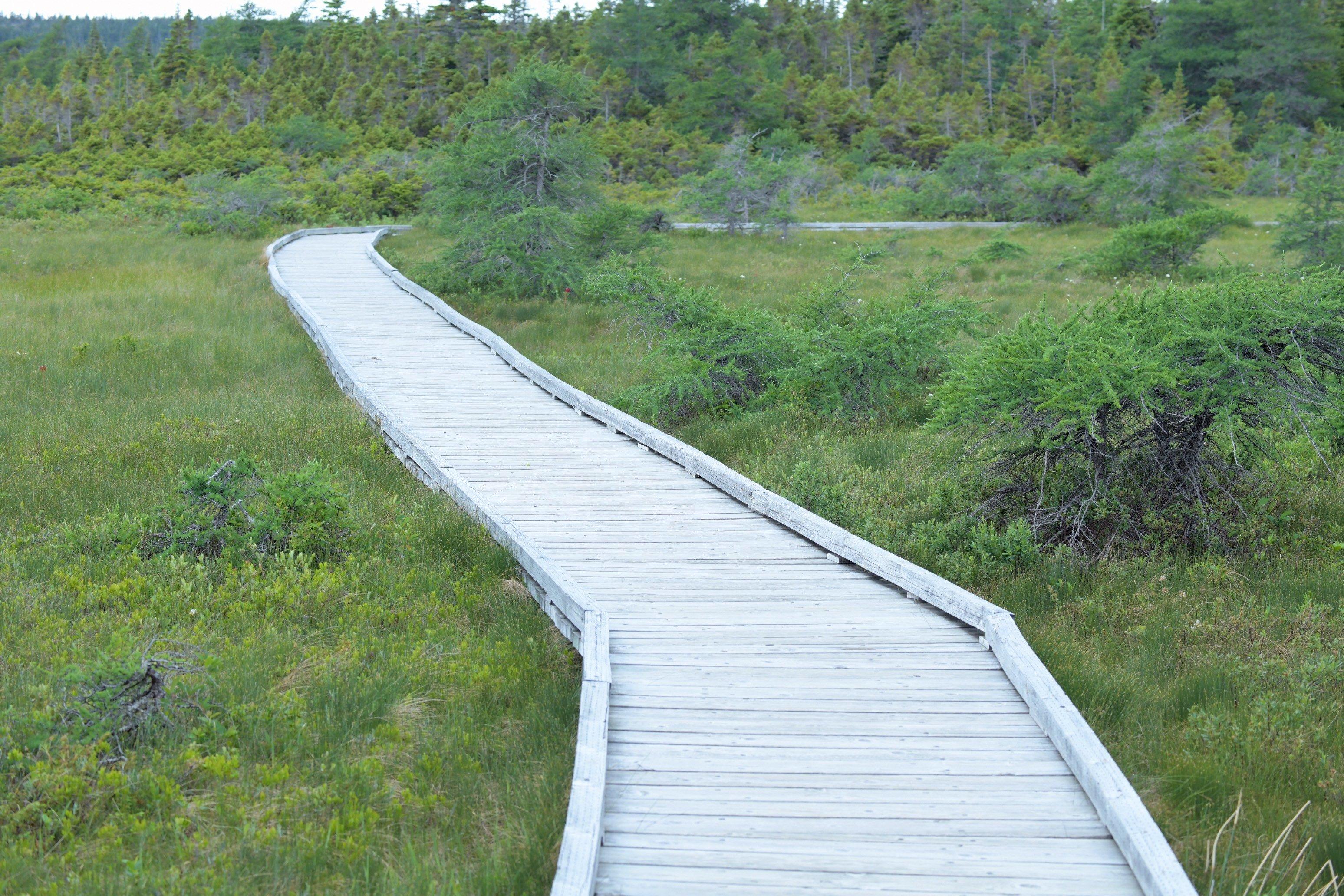 Bog Trail