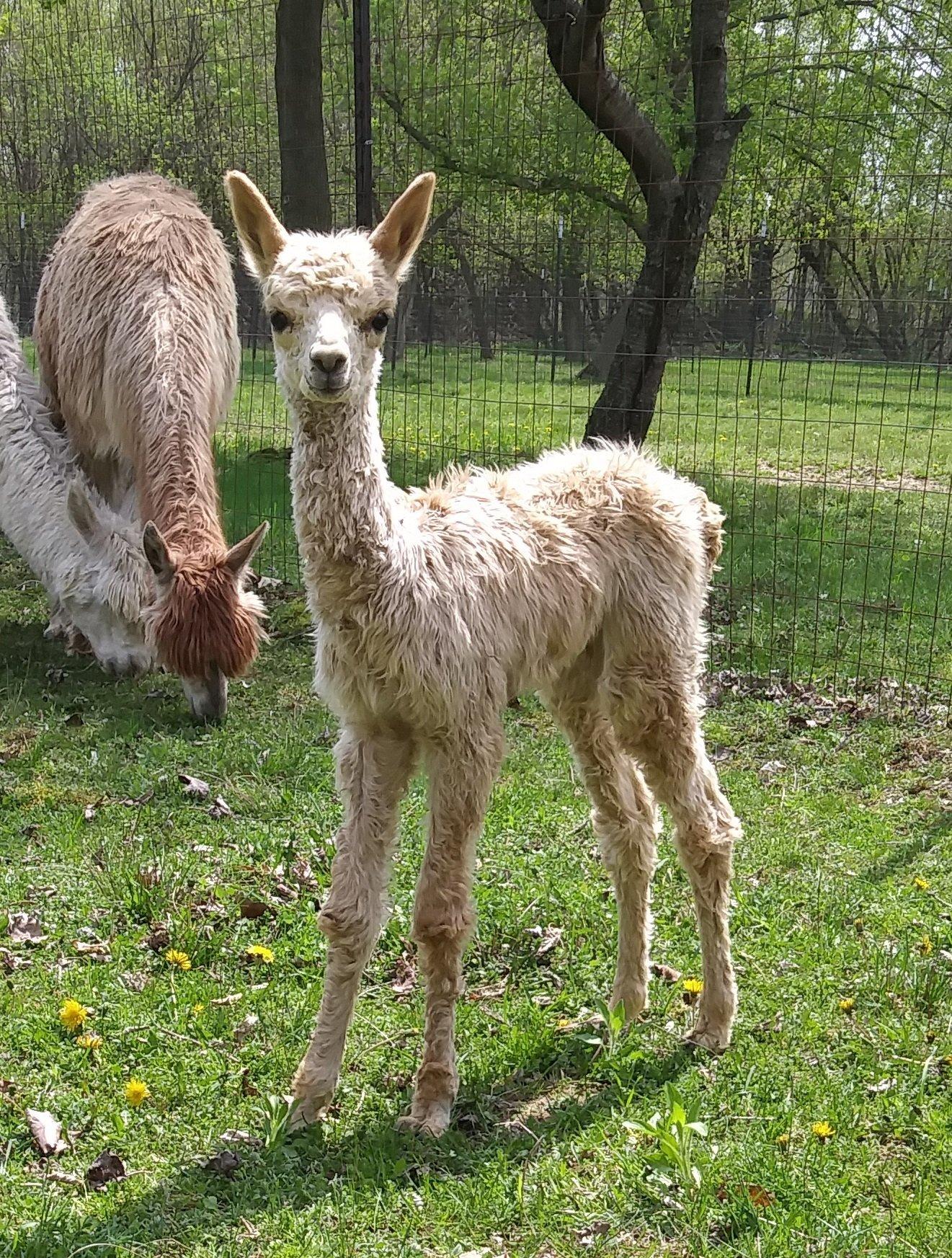 Fort Fisher Suri Alpacas