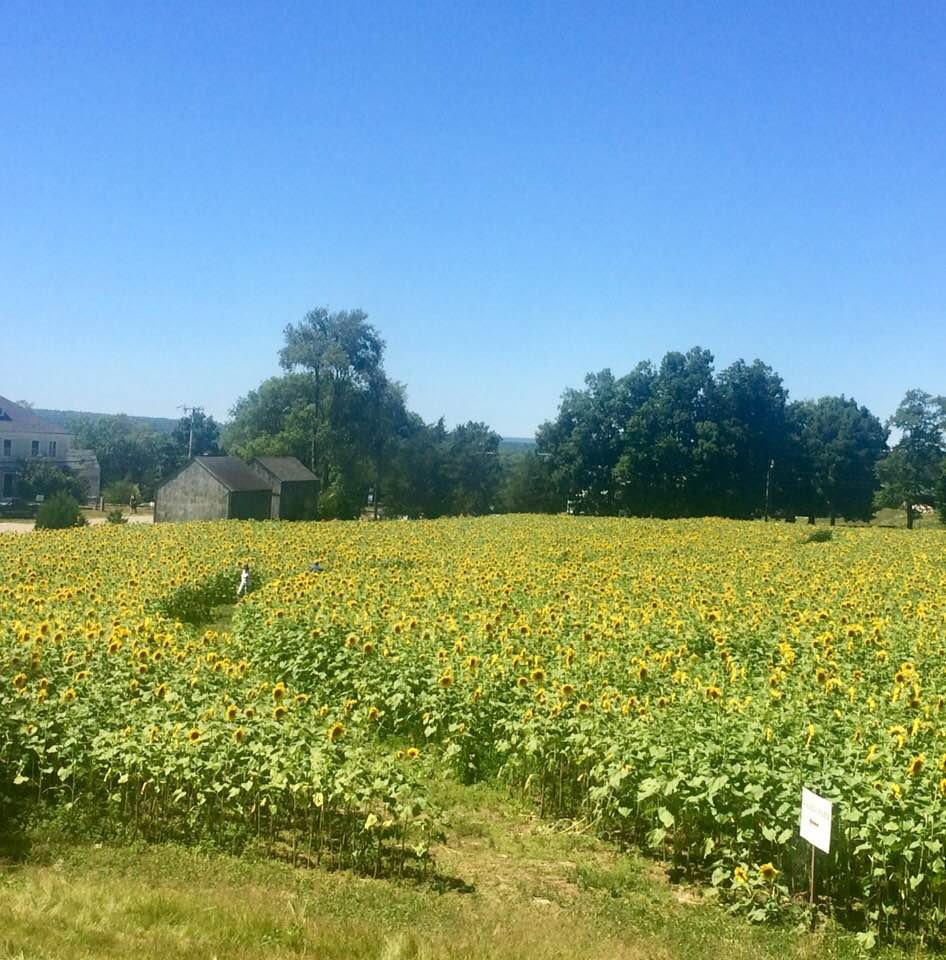 Buttonwood Farm Ice Cream