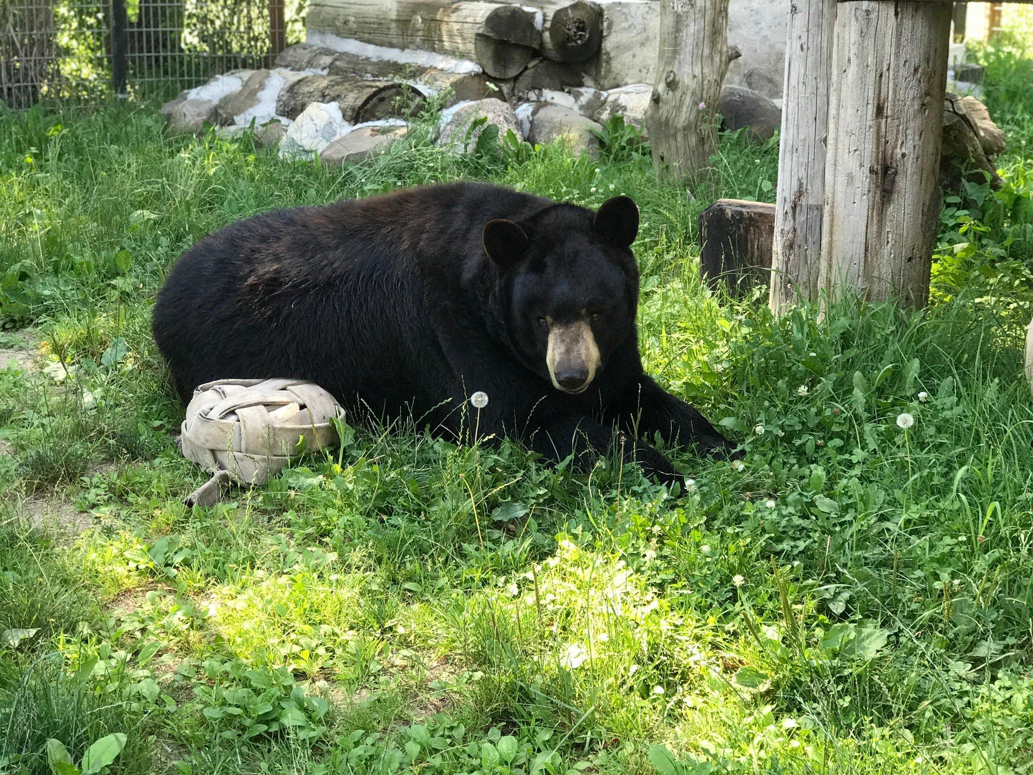 Bear Den Zoo & Petting Farm