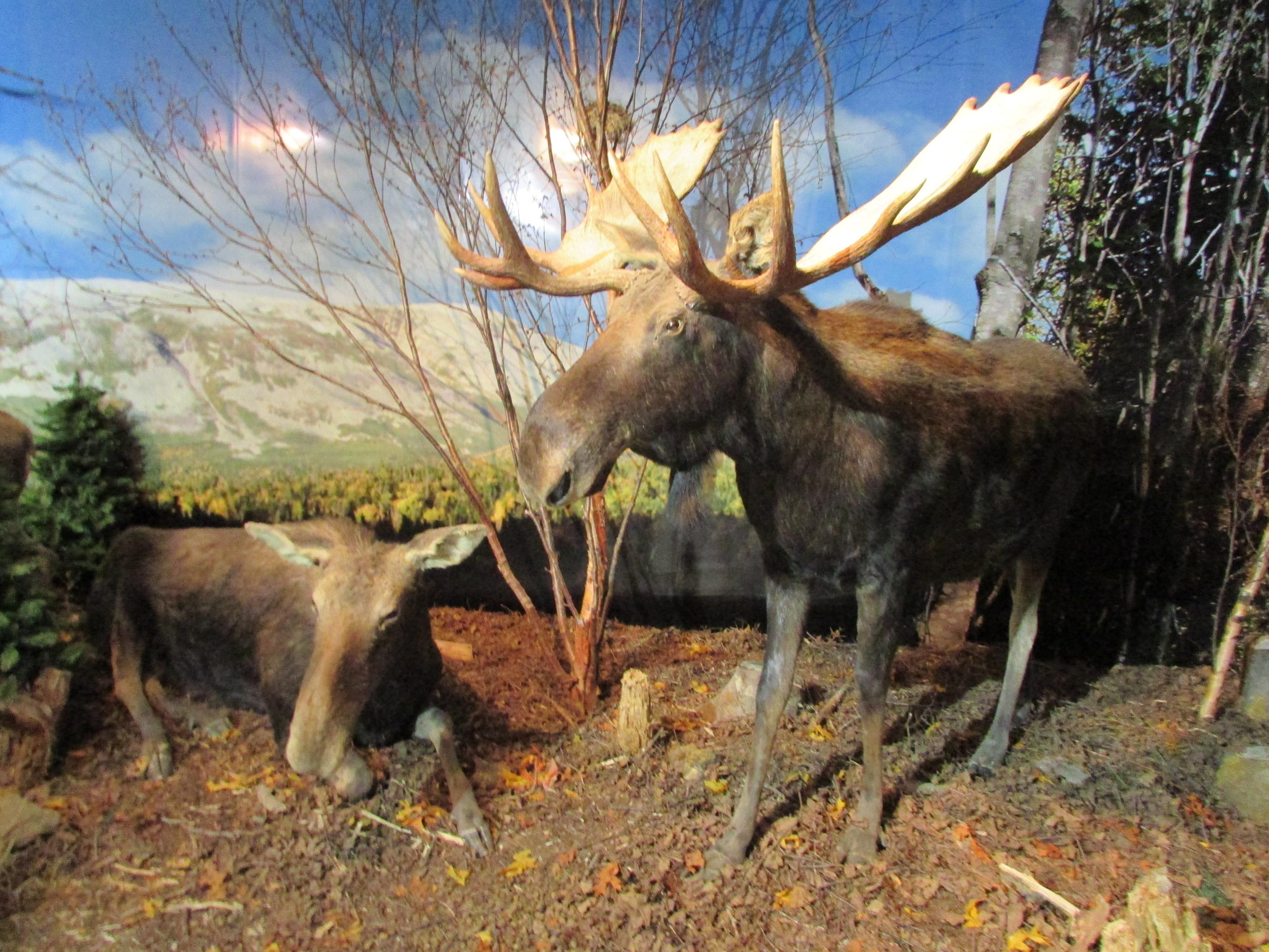 Gros Morne Wildlife Museum