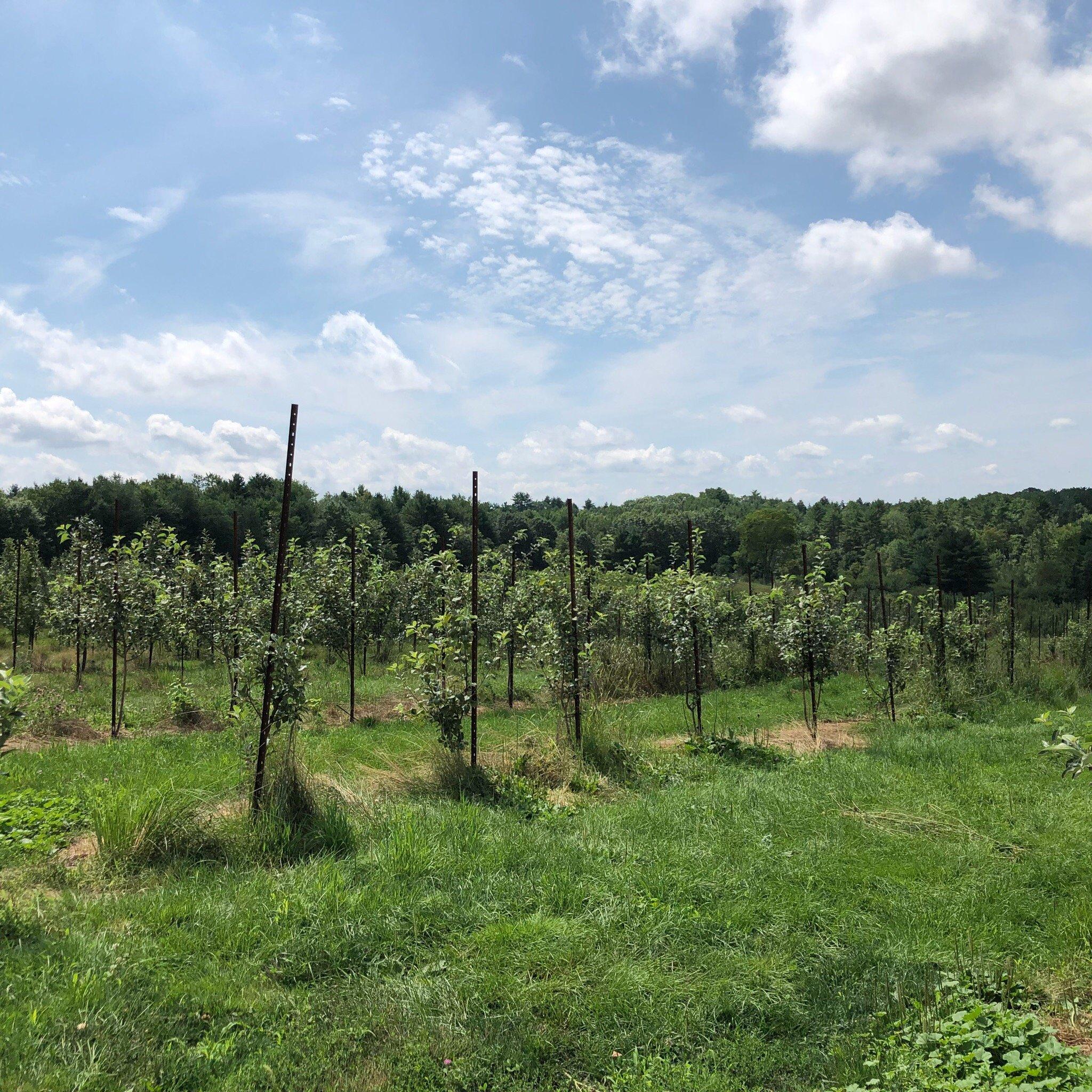 Orchard Ridge Farm