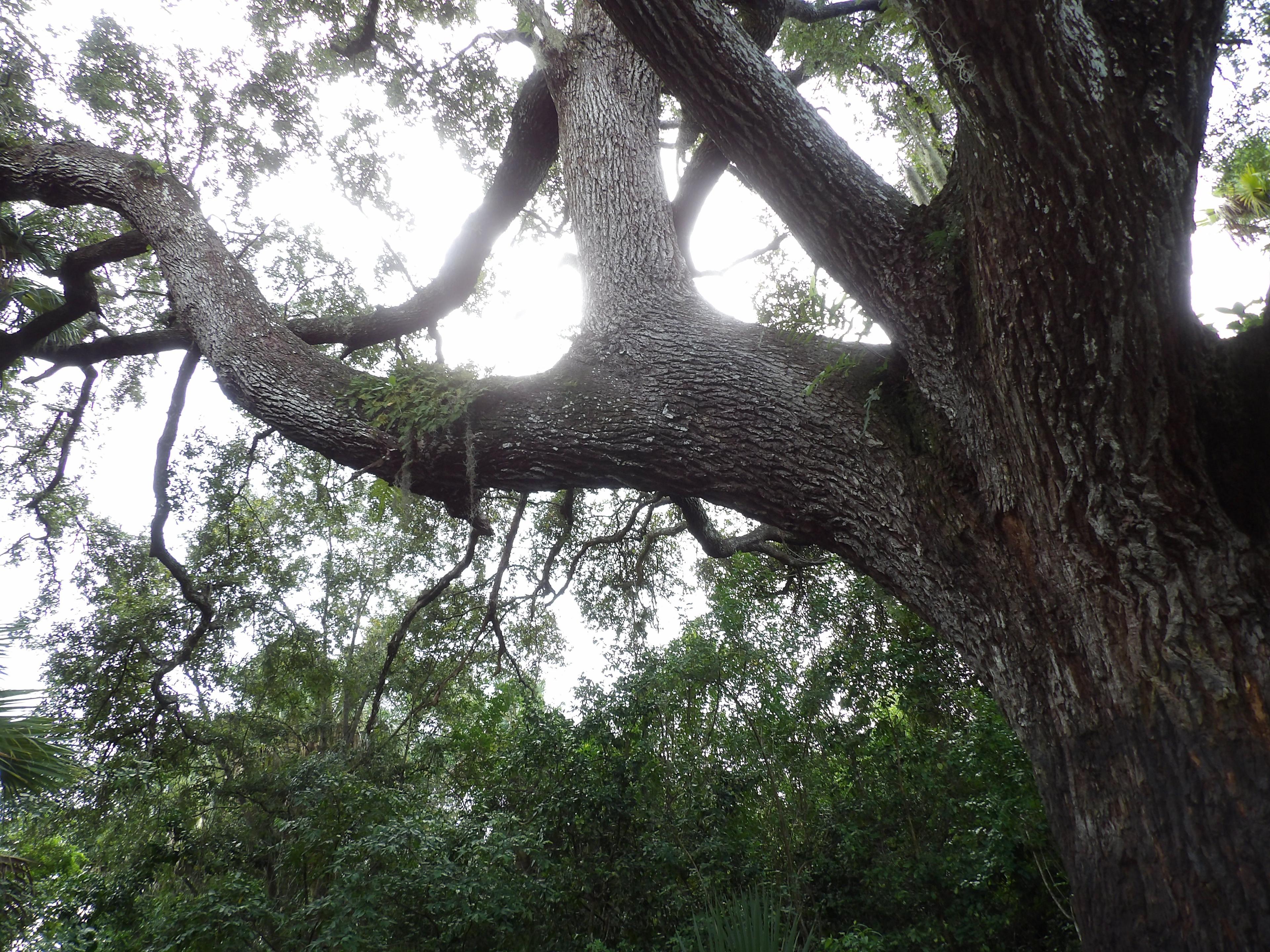 Oak Hammock Park