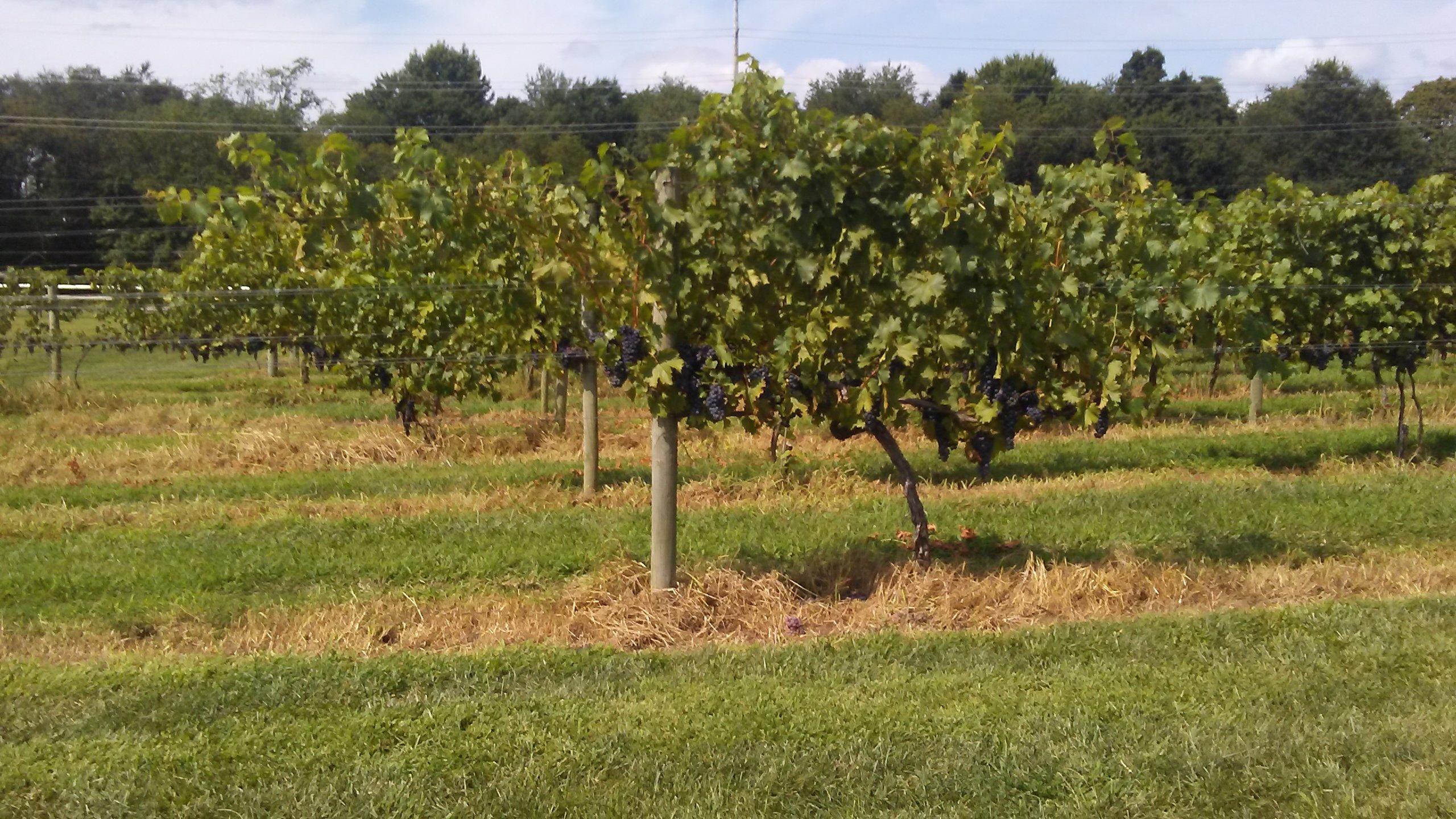 Working Dog Winery