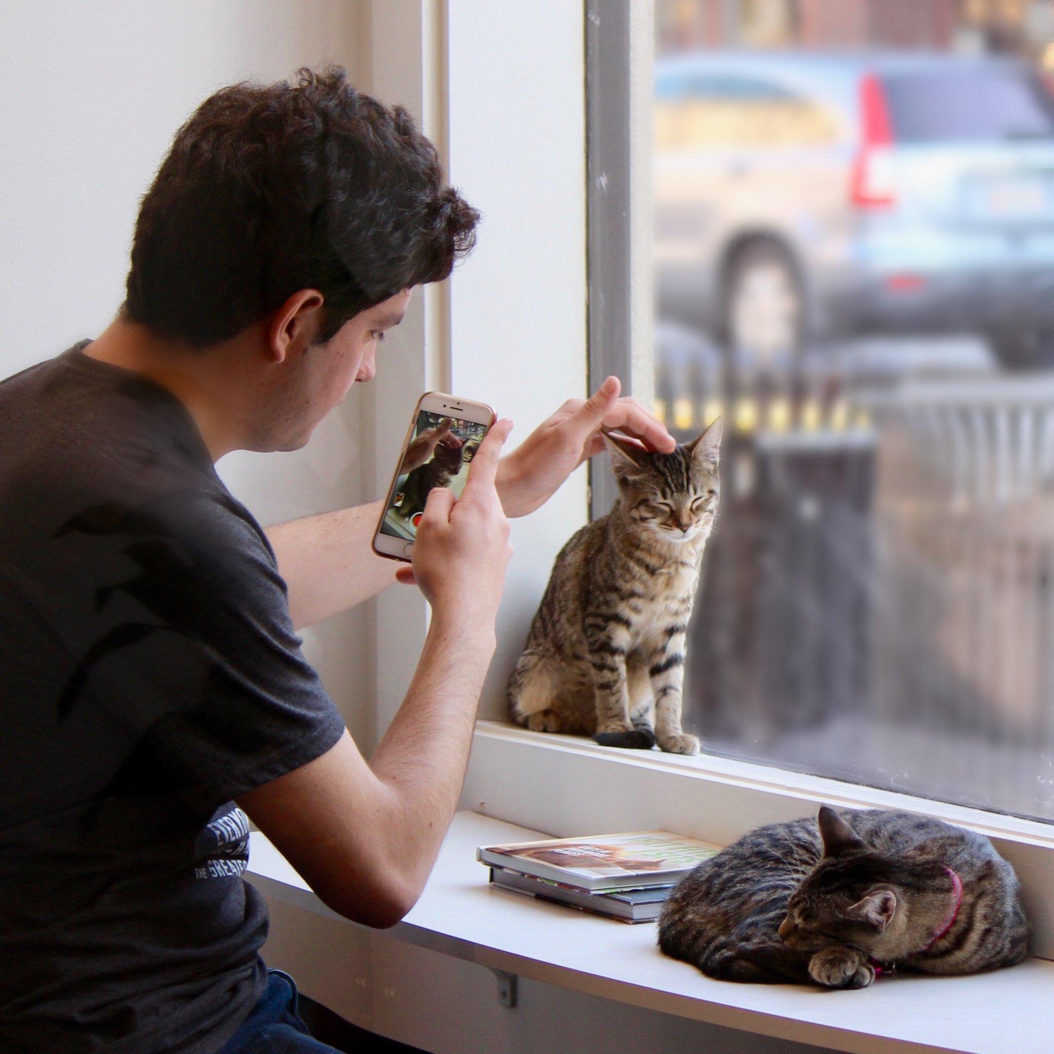 Pounce Cat Cafe