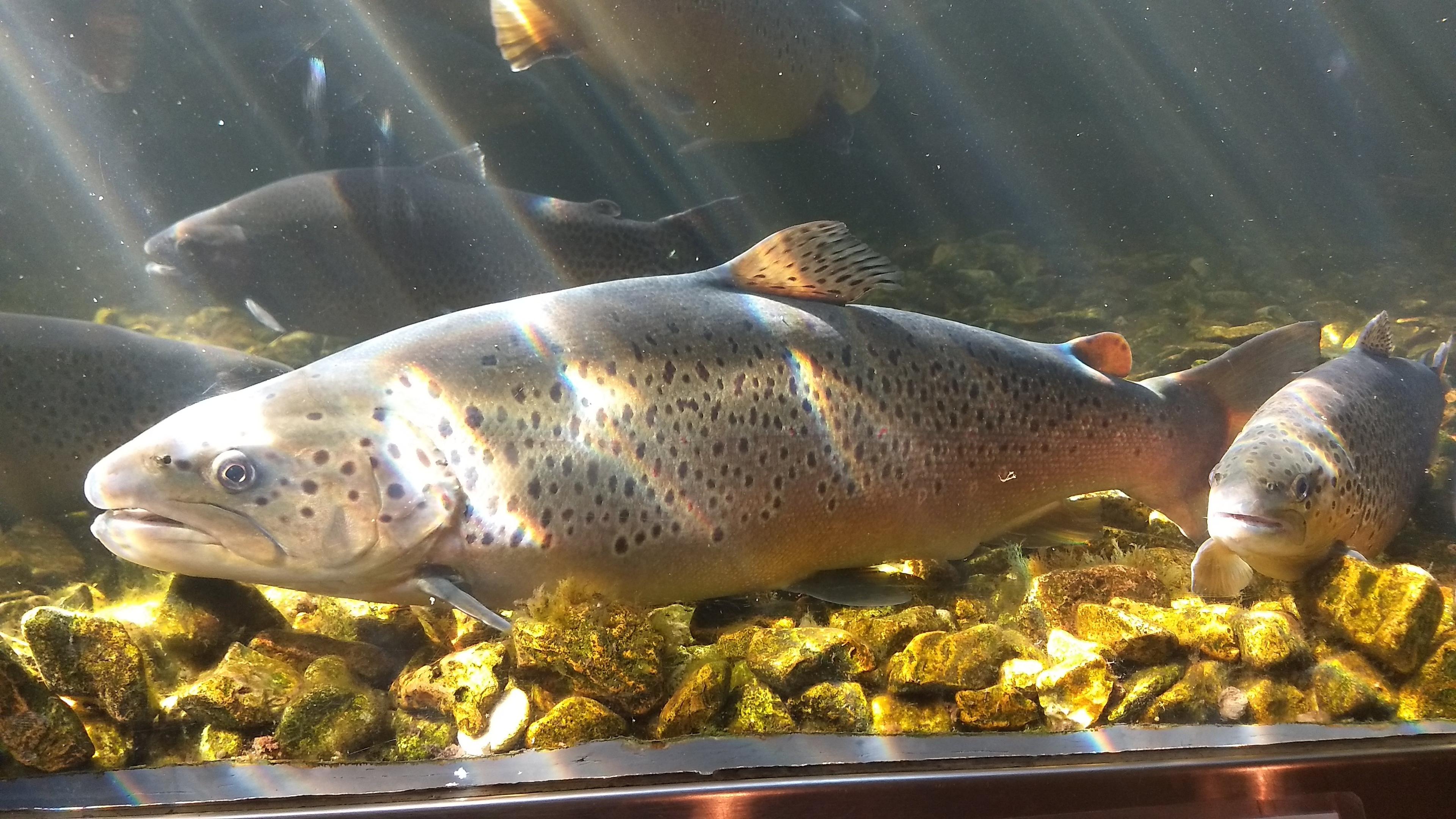 Shepherd of the Hills Fish Hatchery