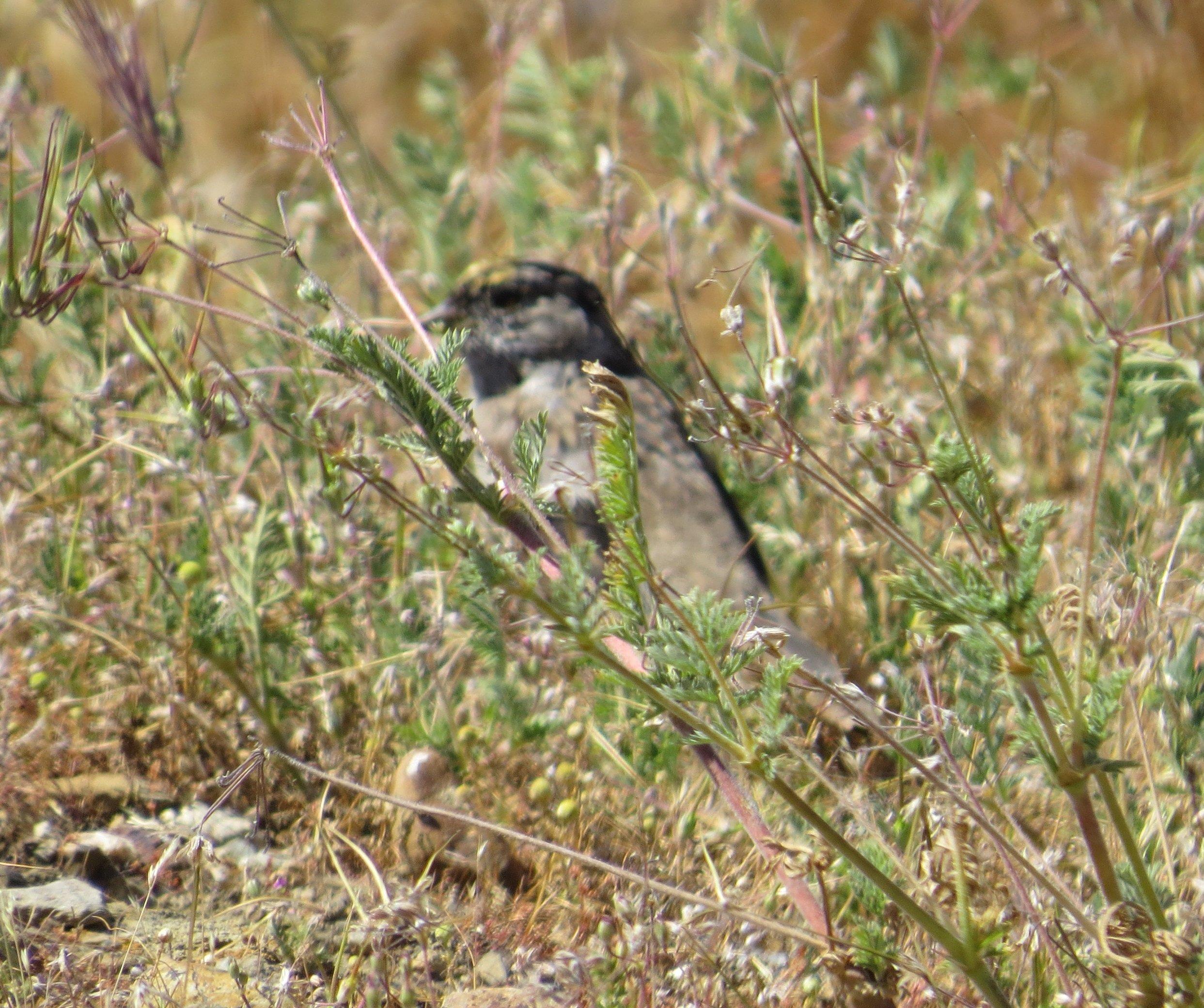 Panoche Hills Ecological Reserve