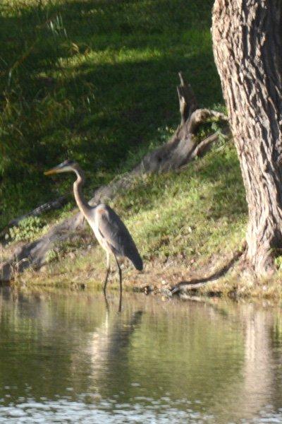 Braunig Lake RV Resort