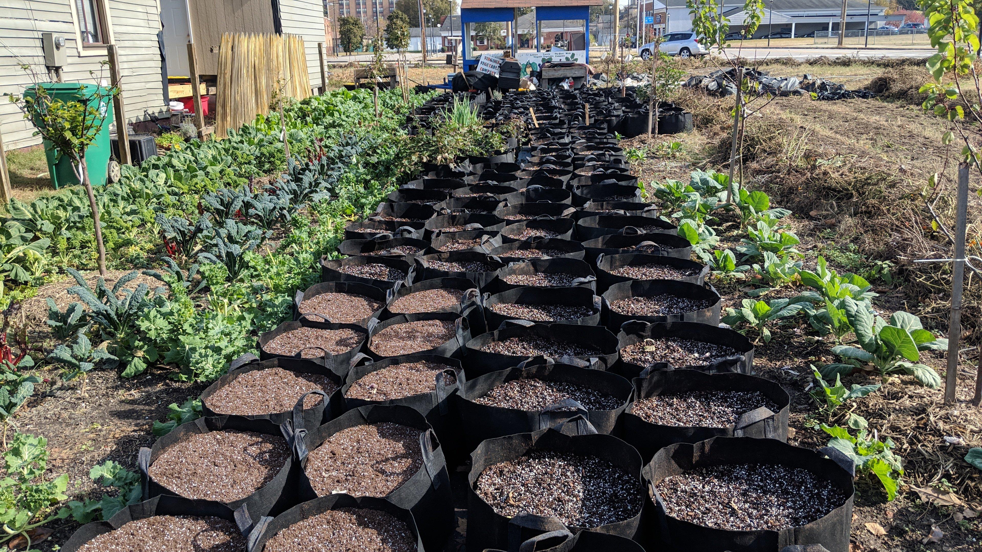 Petersburg Grows Urban Farm