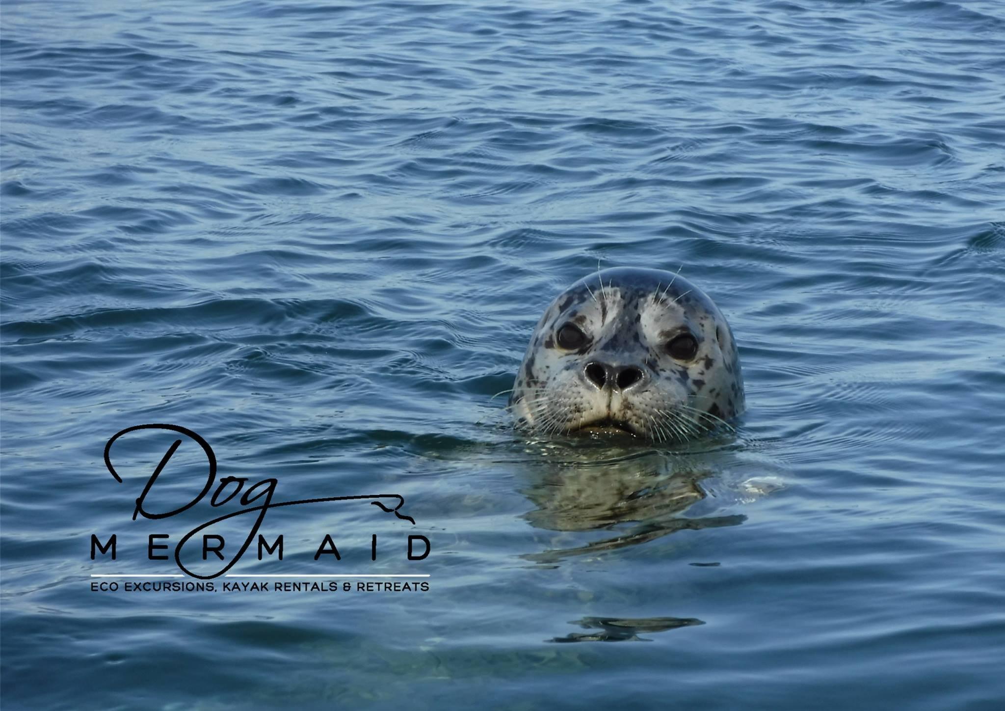 Dog Mermaid Eco Excursions, Kayak Rentals & Retreats