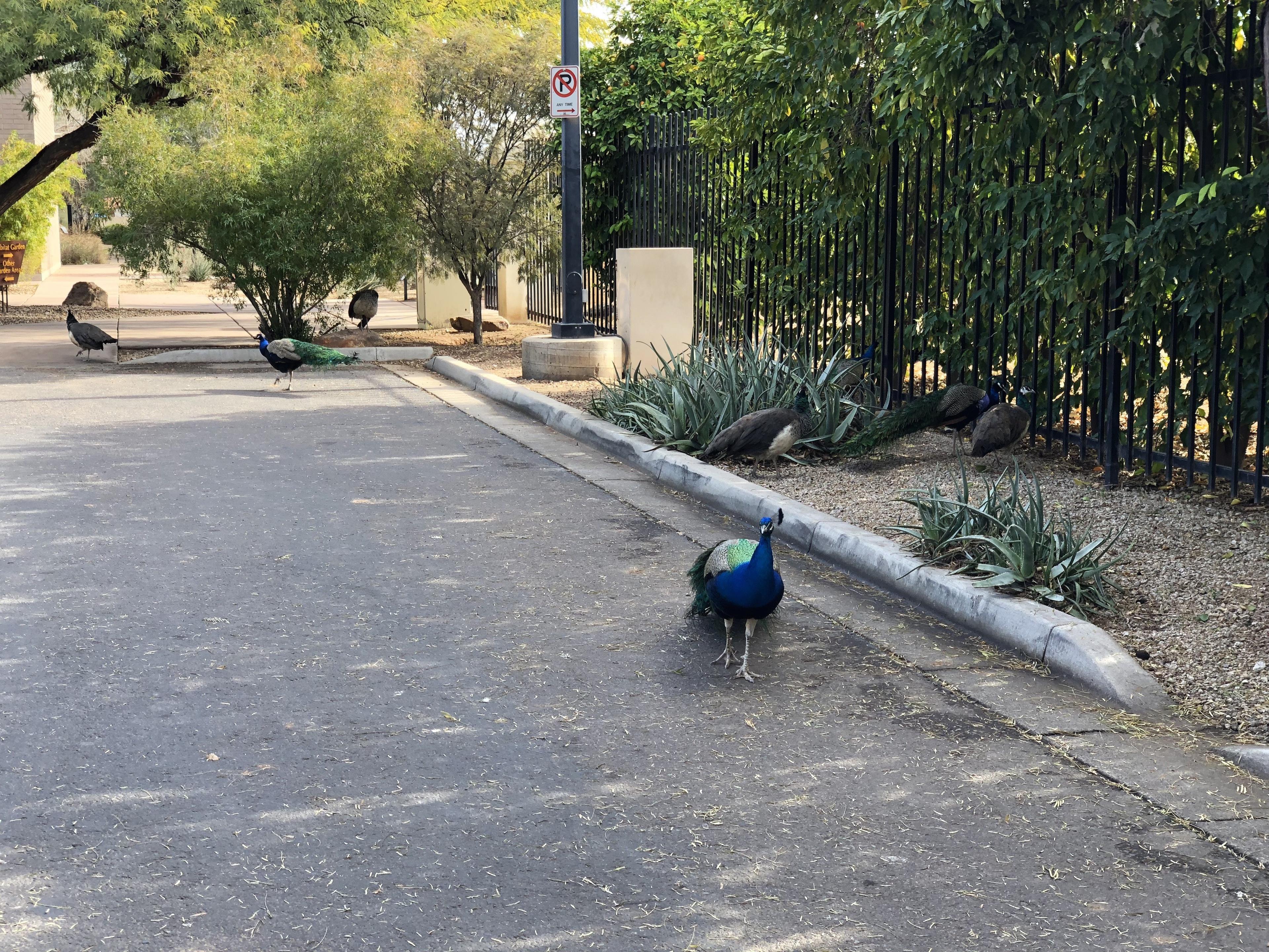 Xeriscape Botanical Gardens