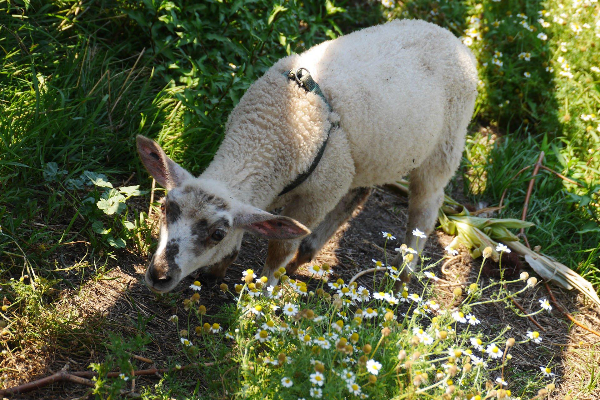 Topsy Farms