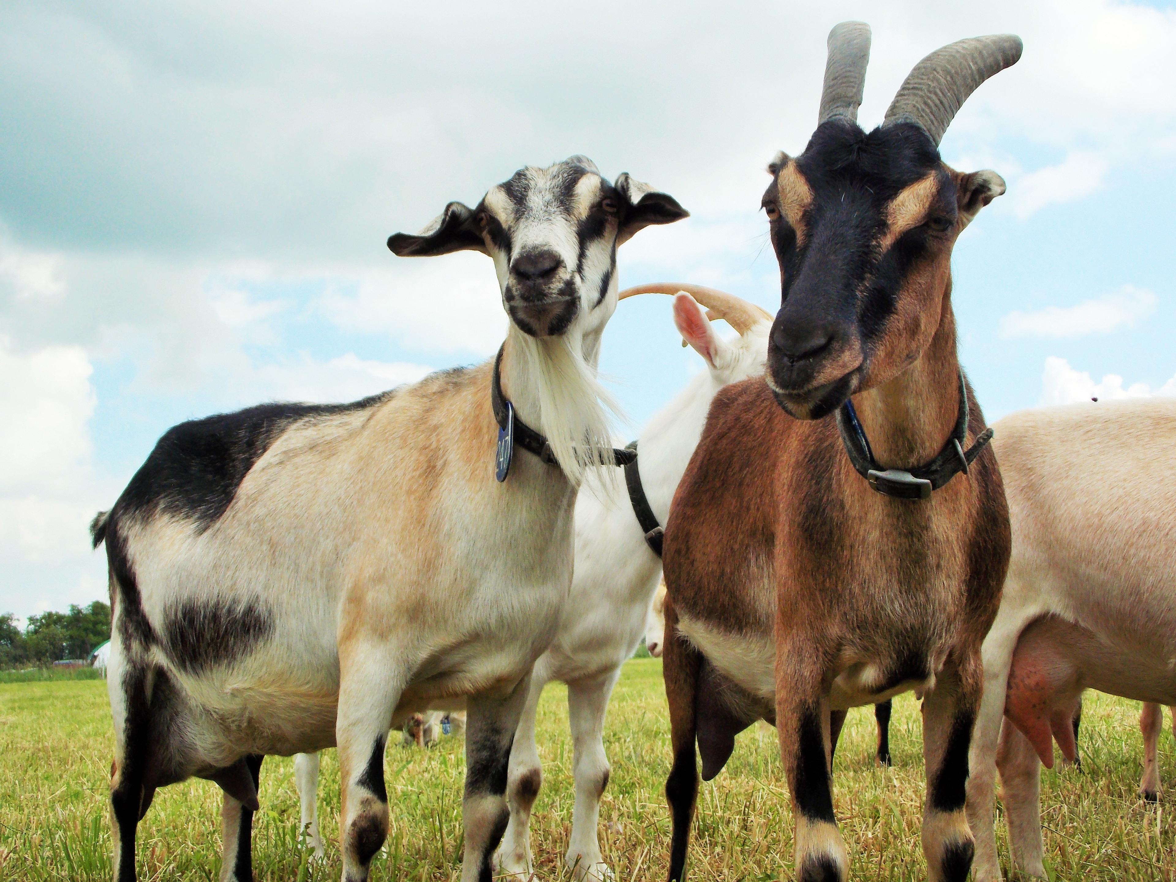 River's Edge Goat Dairy