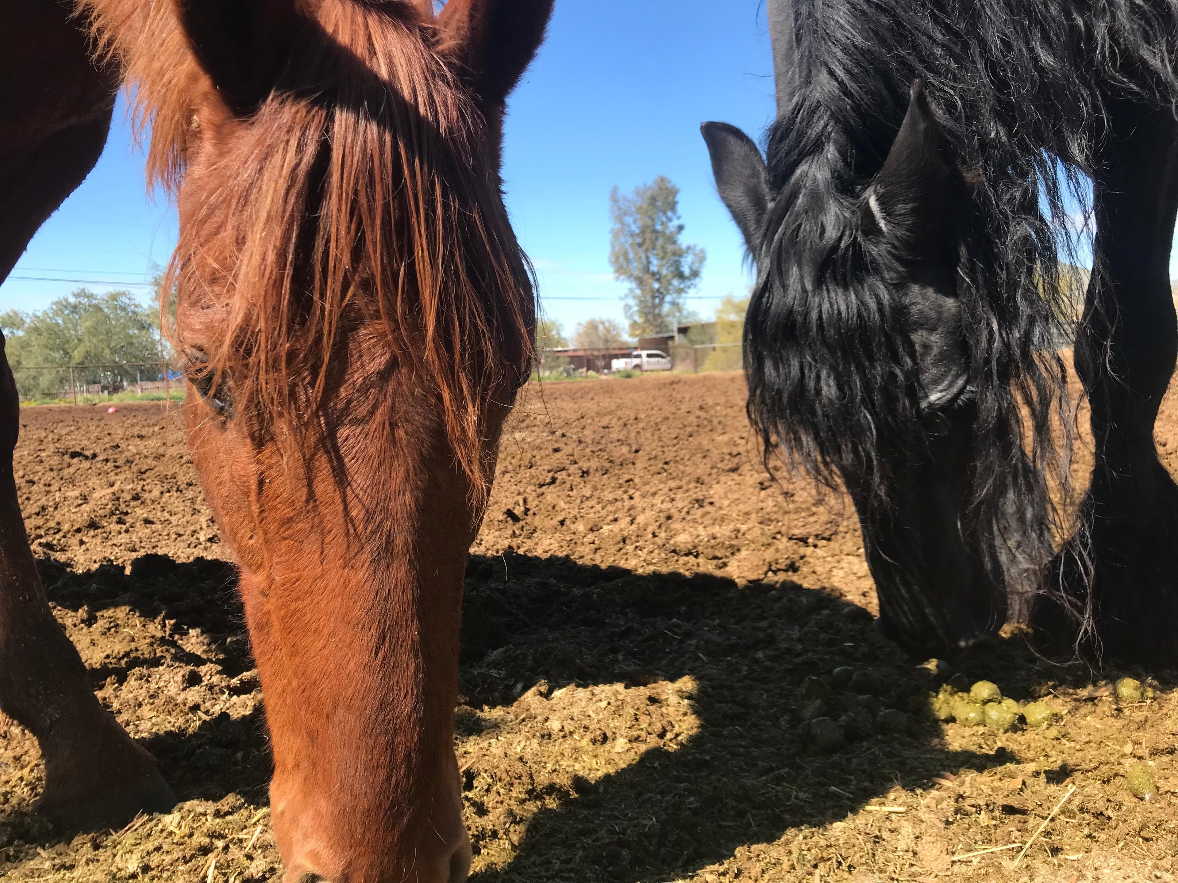 Trailhead Ranch