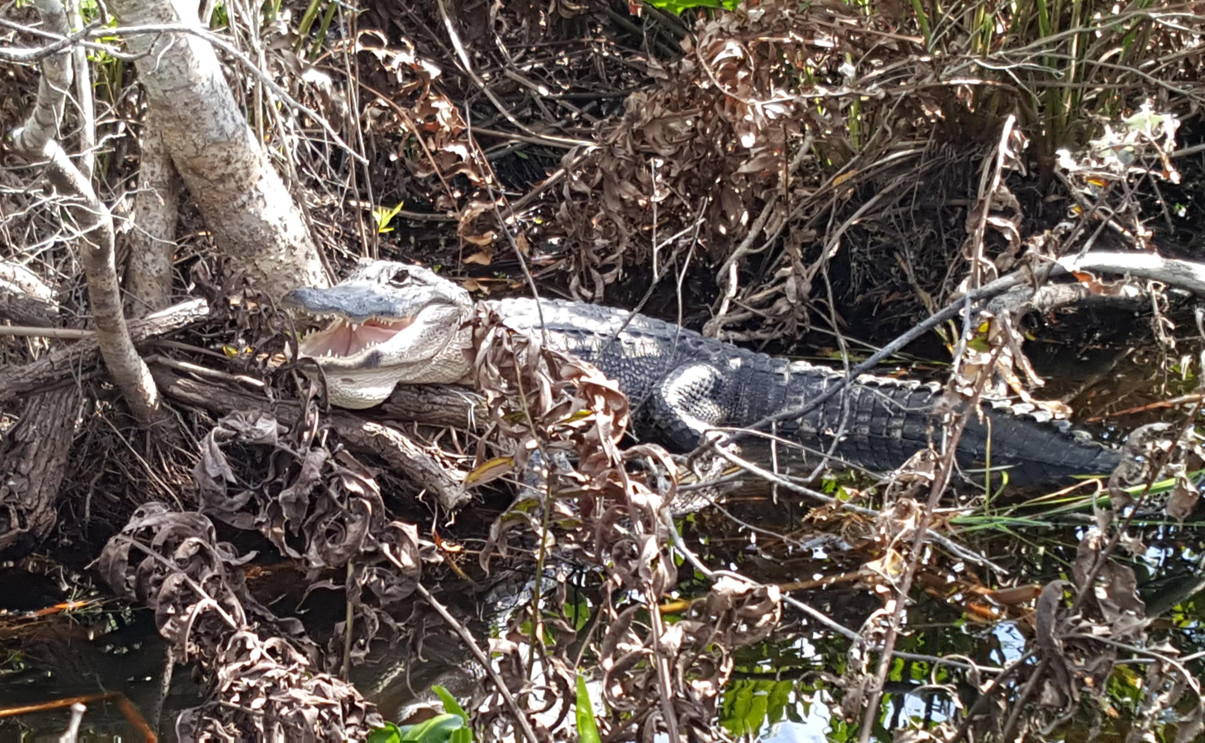 Everglades Airboat Expeditions