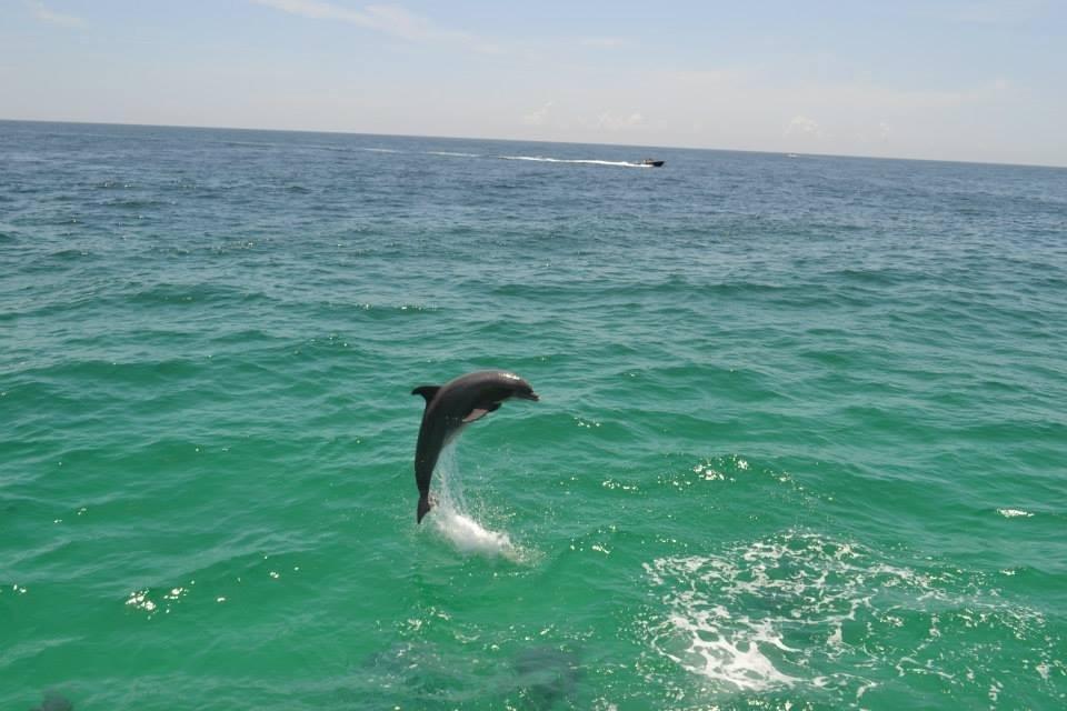 Glass Bottom Boat