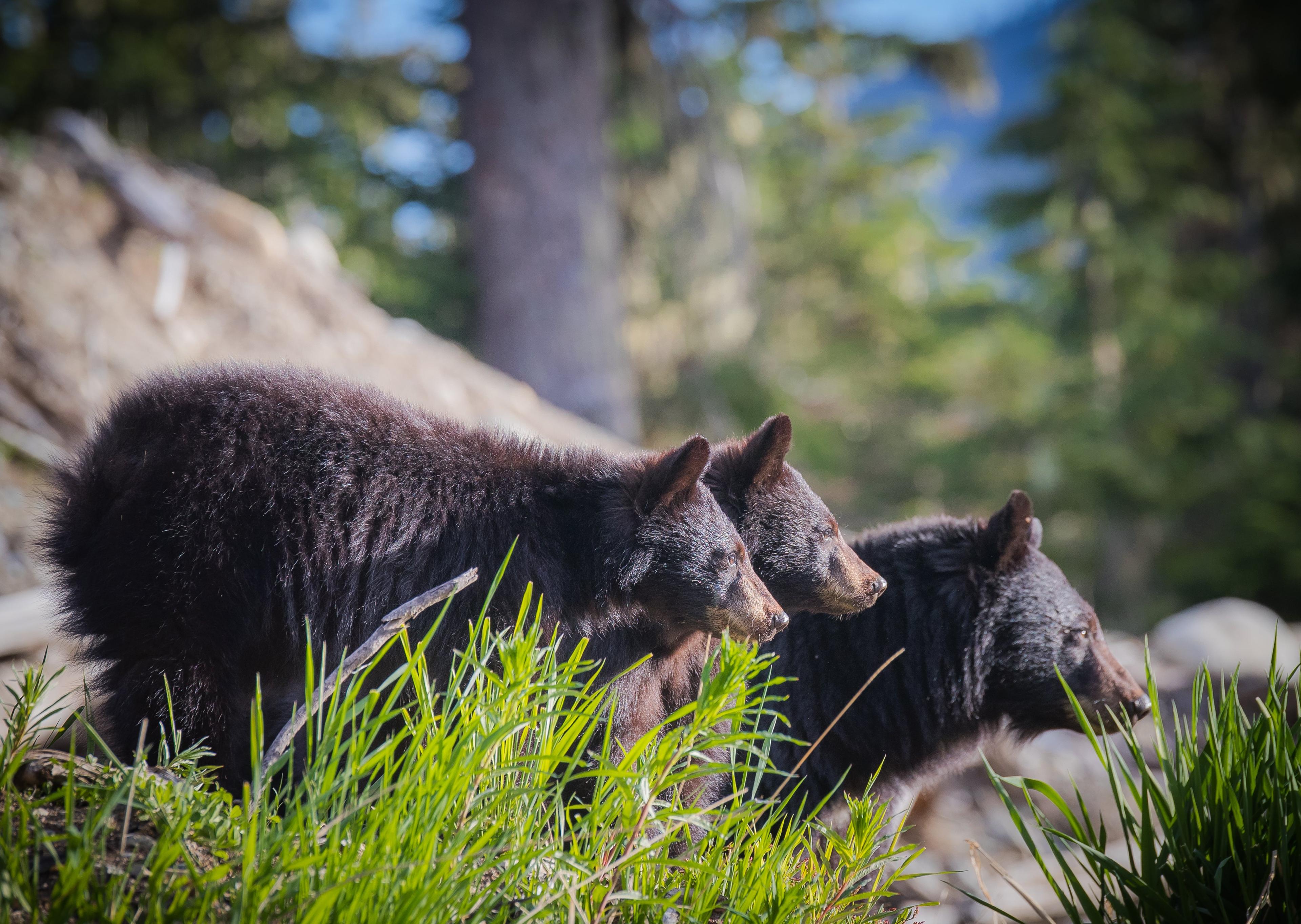 Whistler Photo Safaris Bear Tours