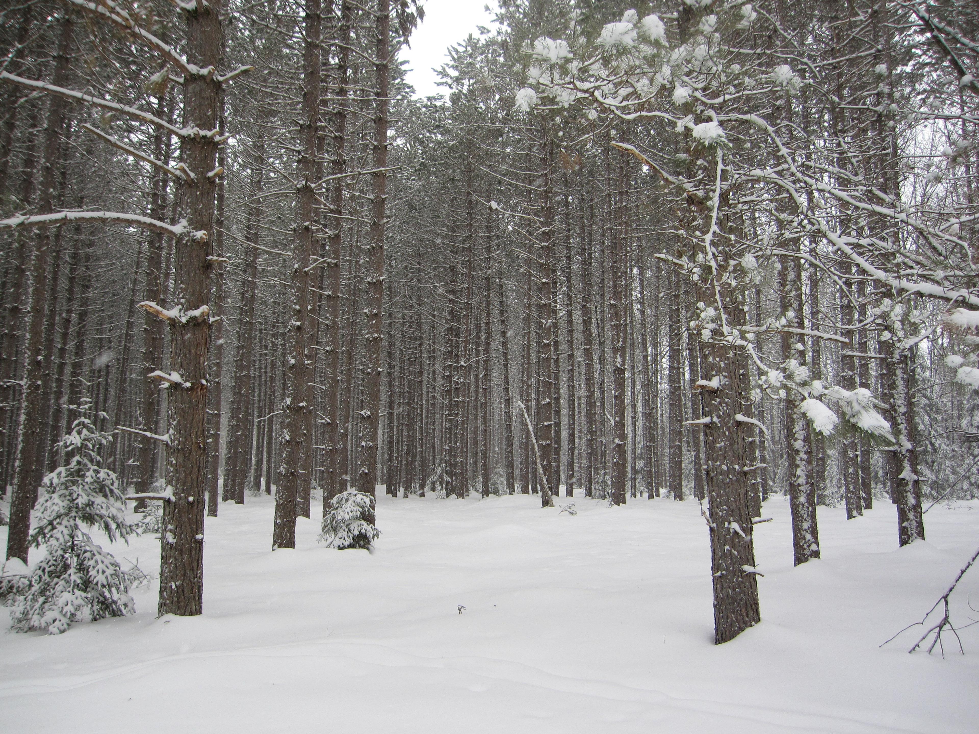 Rapid River Ski Trail