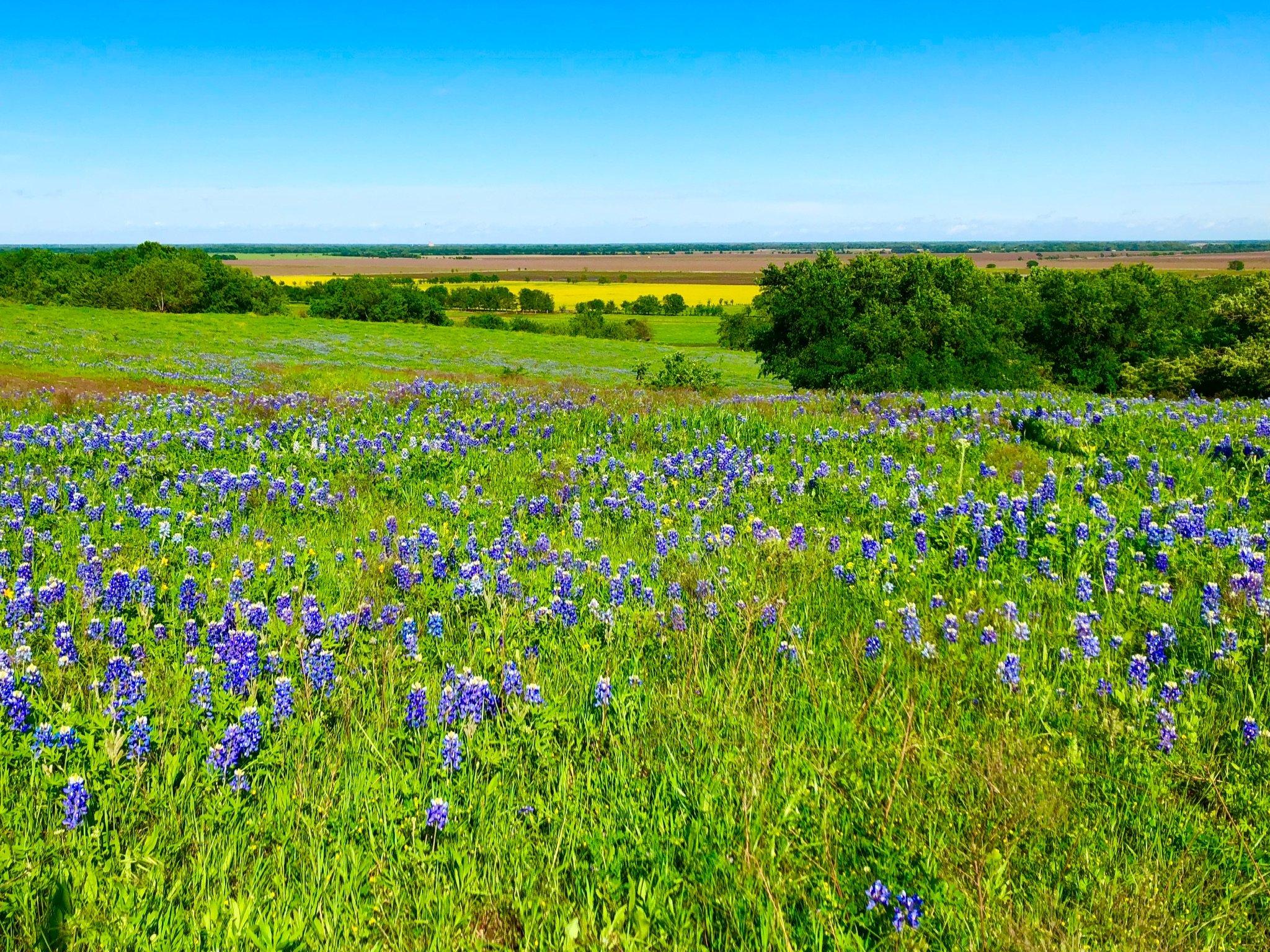 Ennis Bluebonnet Trails Festival