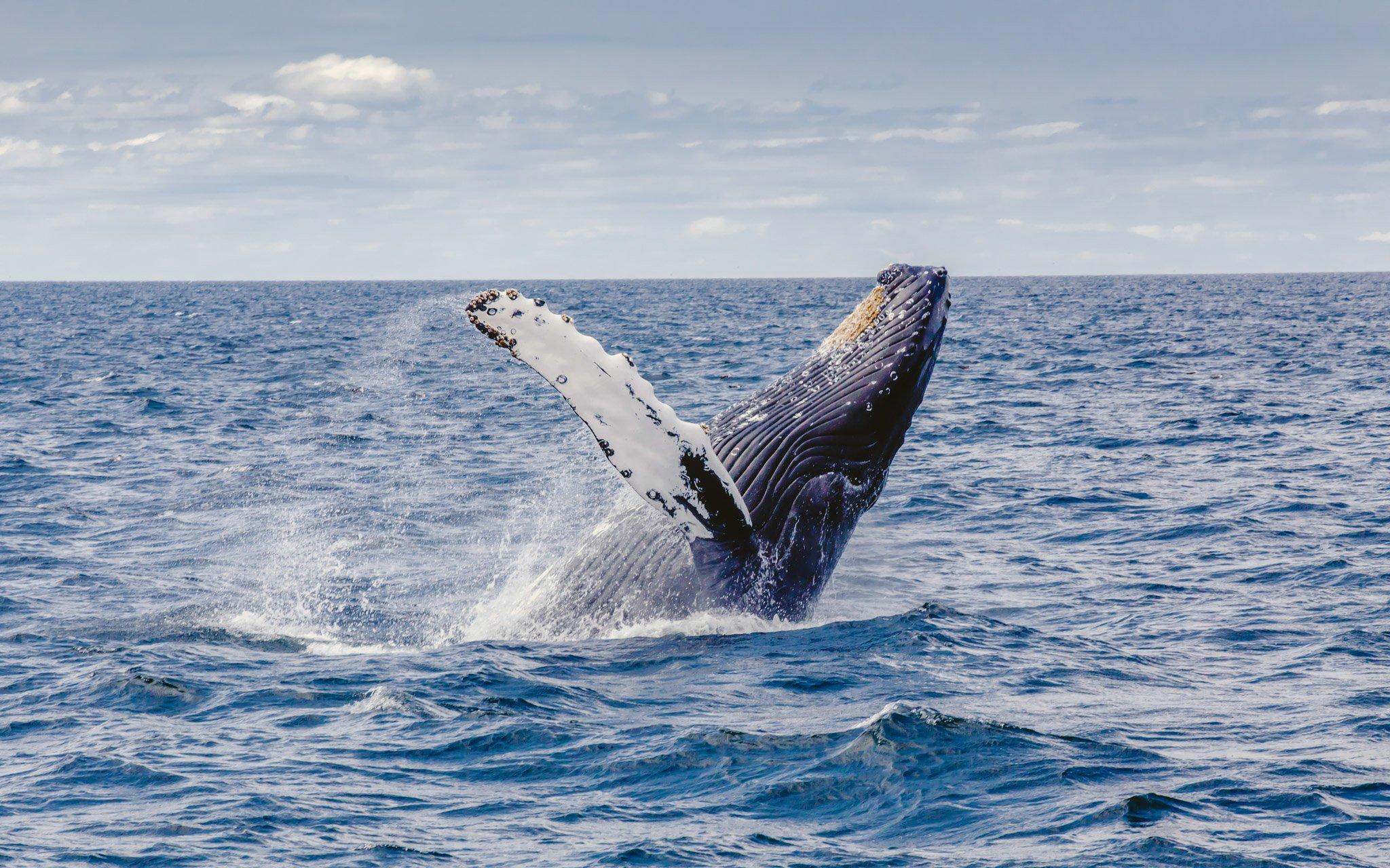 Seas the Day Boat Tours