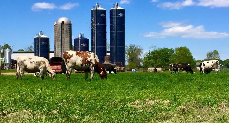 Cowgirl's Creamery At Emerson Farms