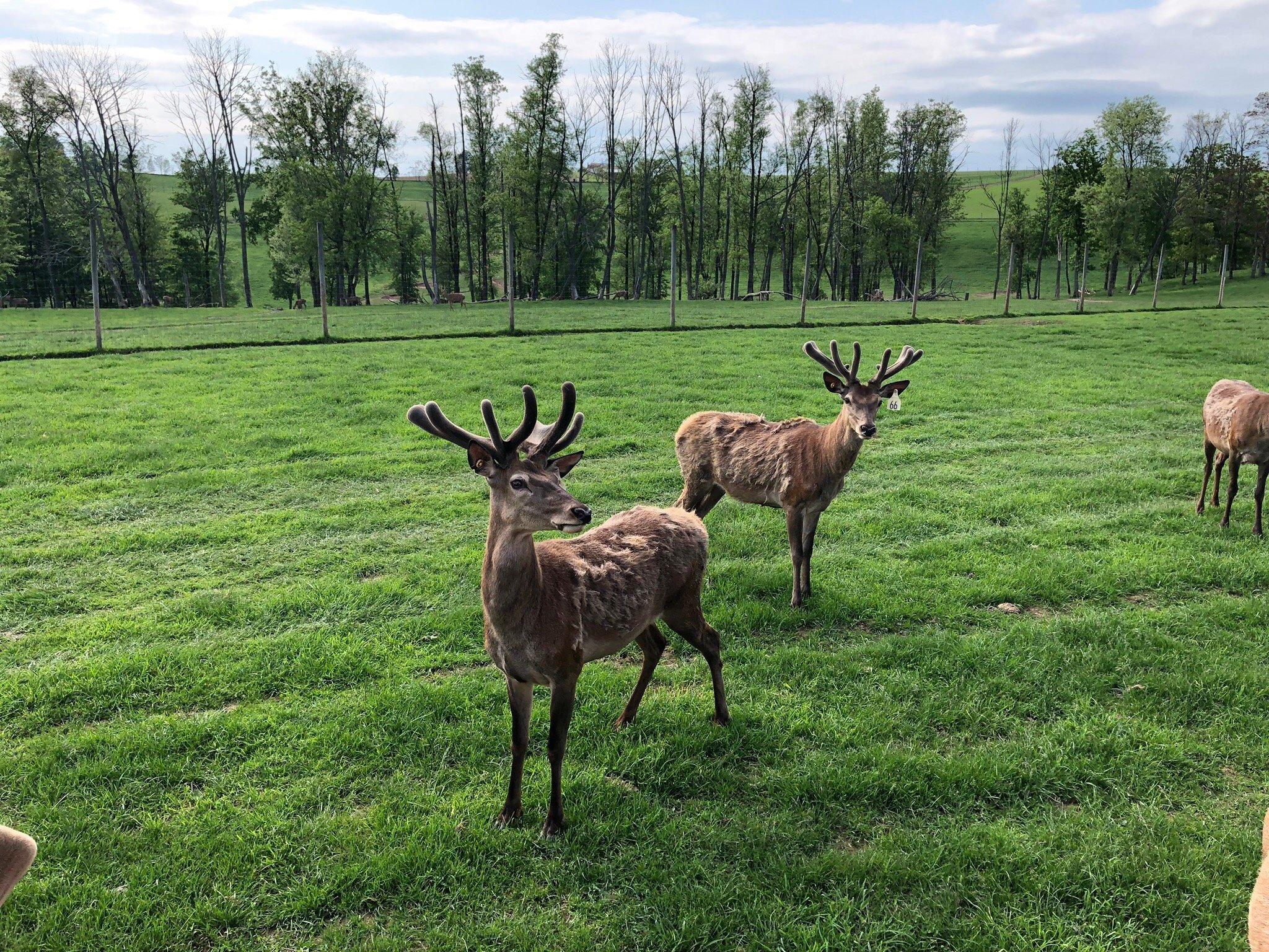 Red Deer Farm Rolling Hills