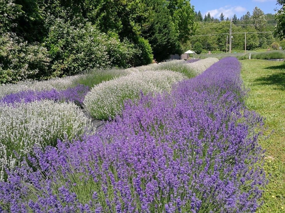 Snofalls Lavender