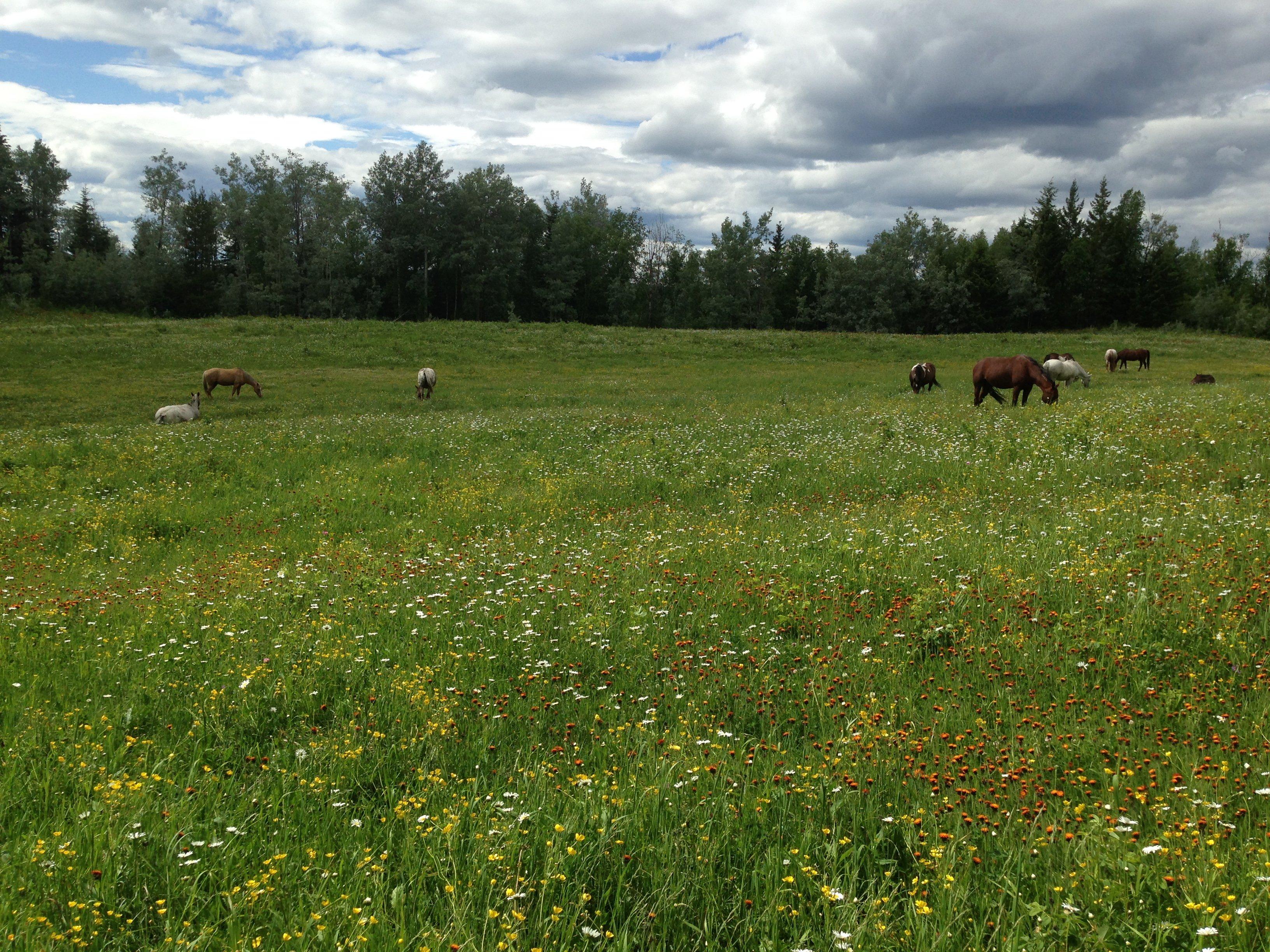 El Shaddai Ranch