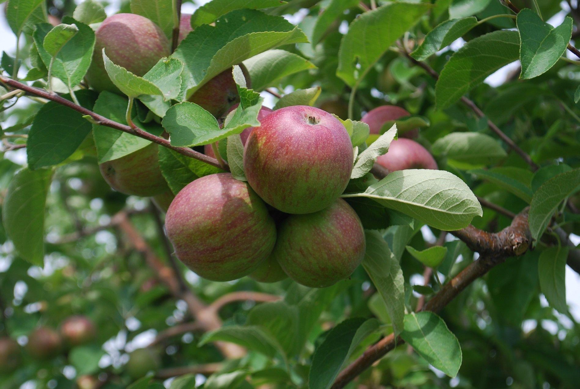 Sunrise Orchards