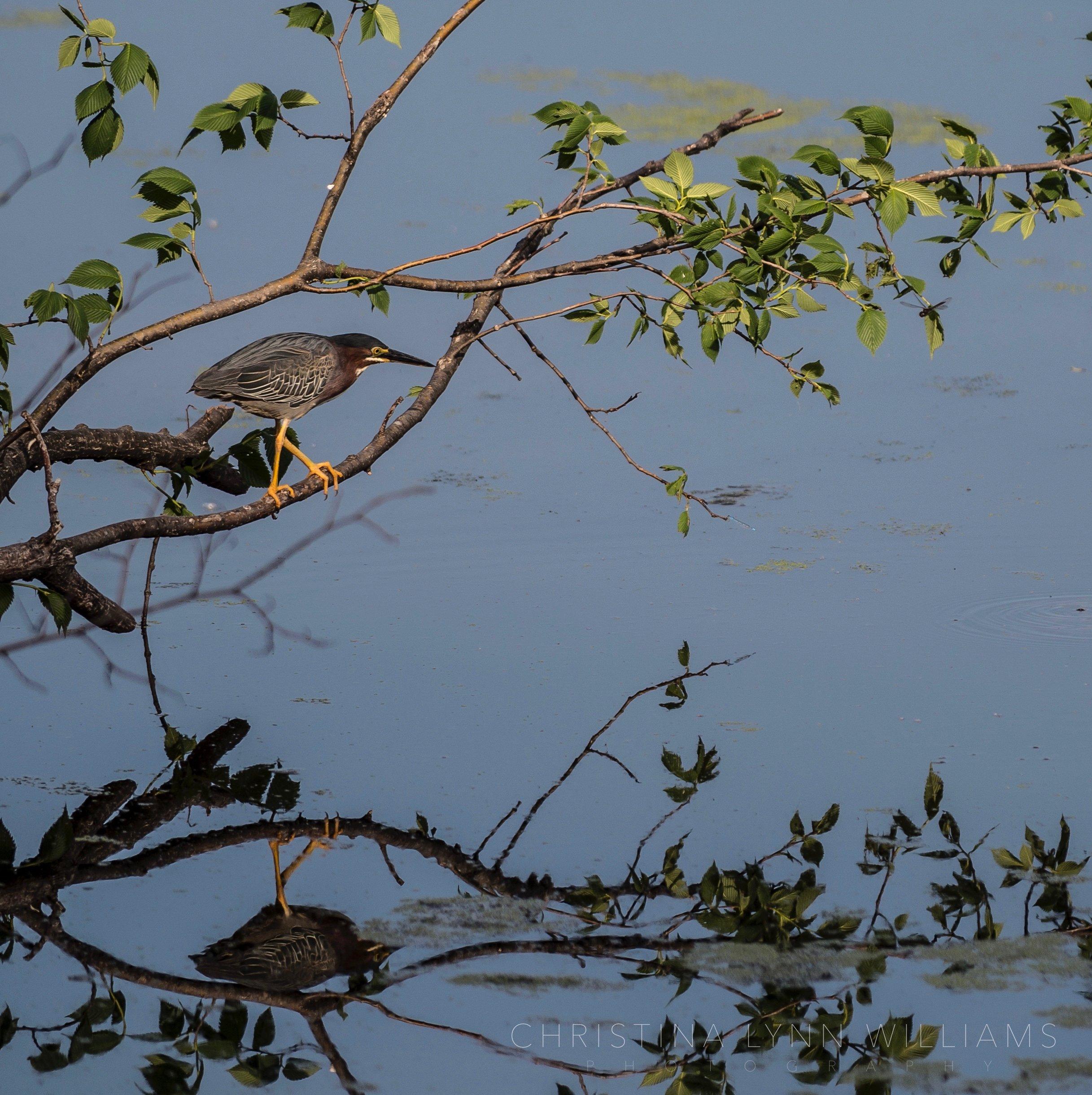 Nygren Wetland Preserve