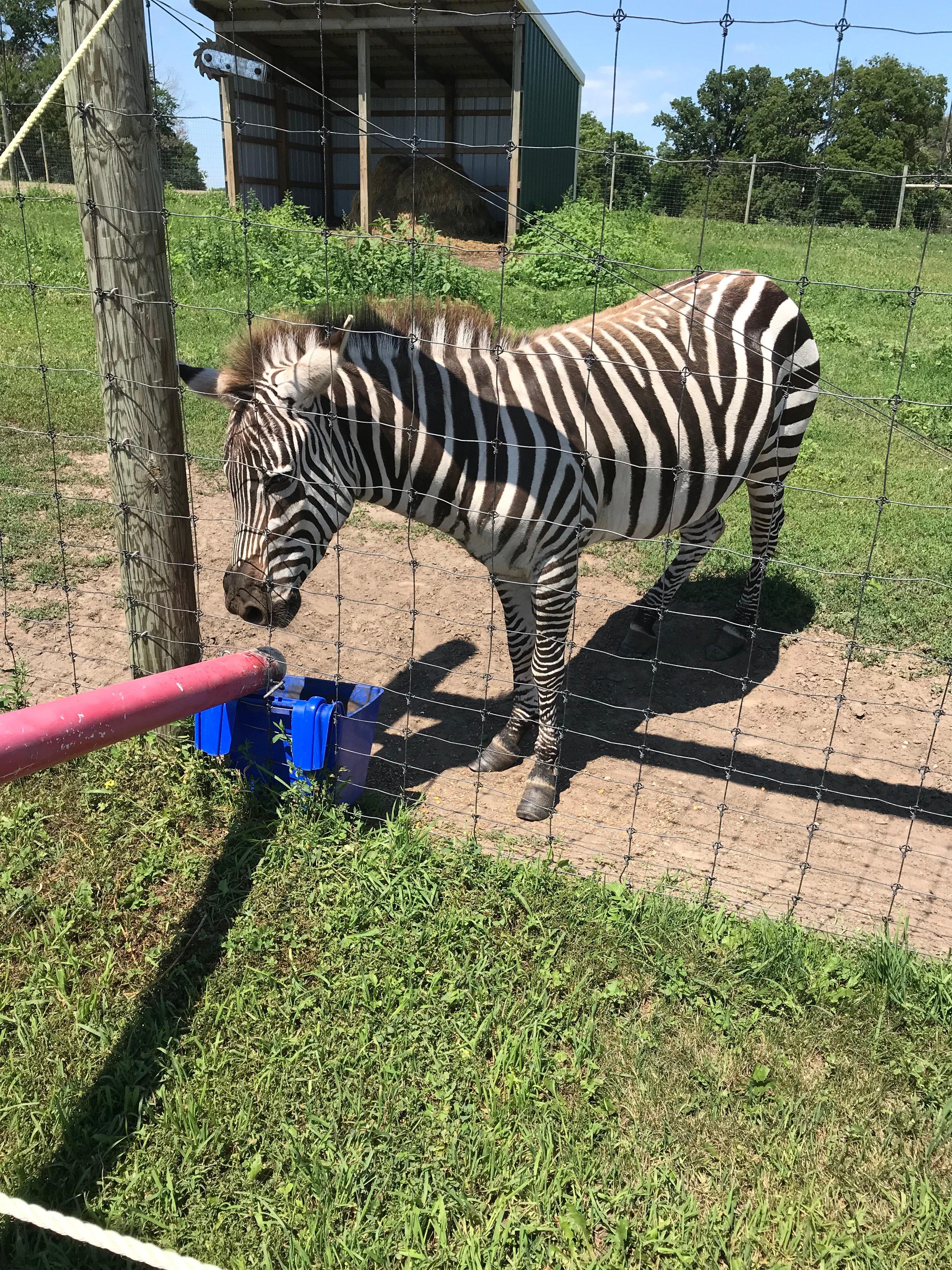 Trowbridge Creek Zoo