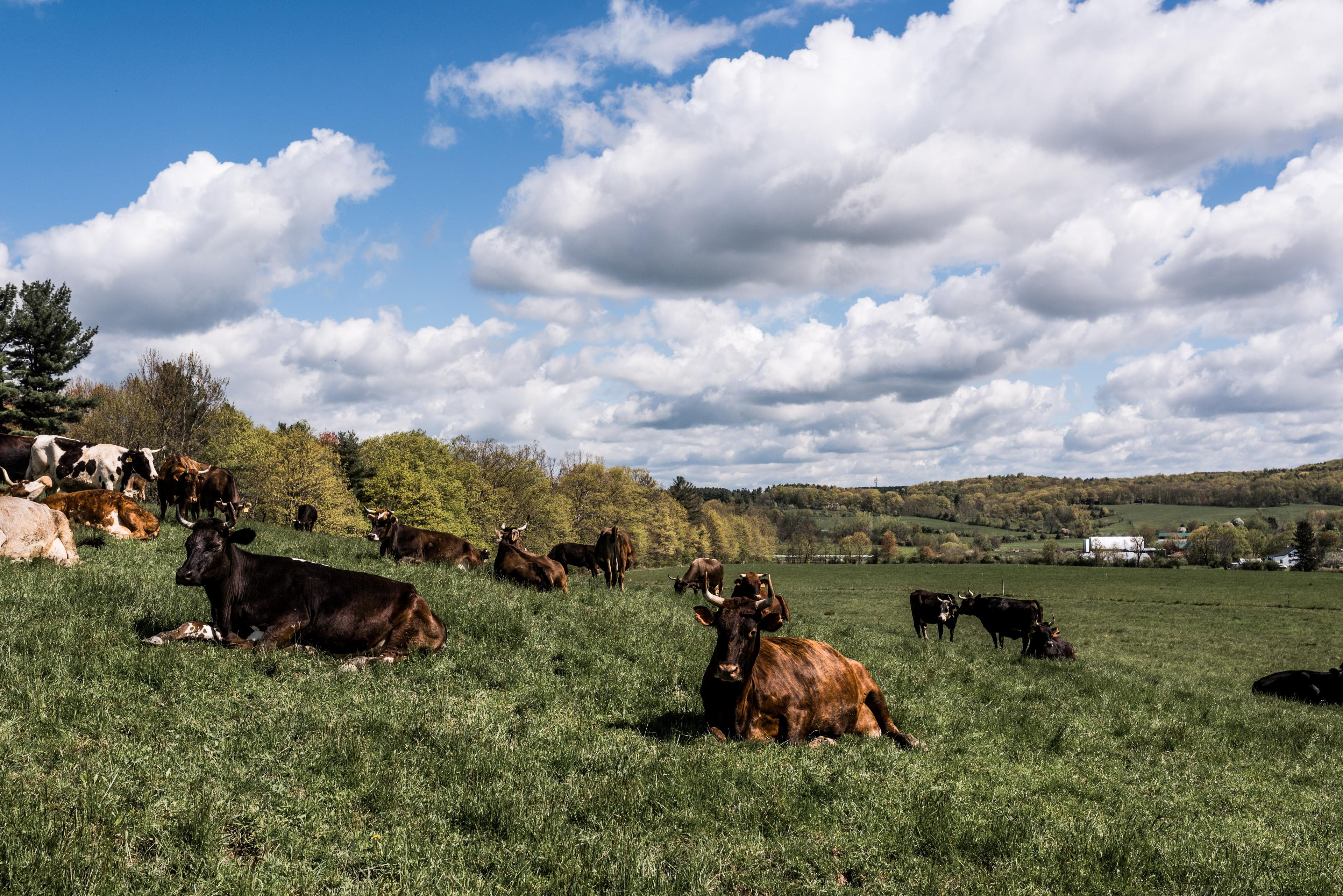 Hawthorne Valley Farm & Farm Store