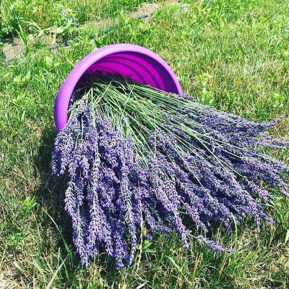 Sherborn Lavender