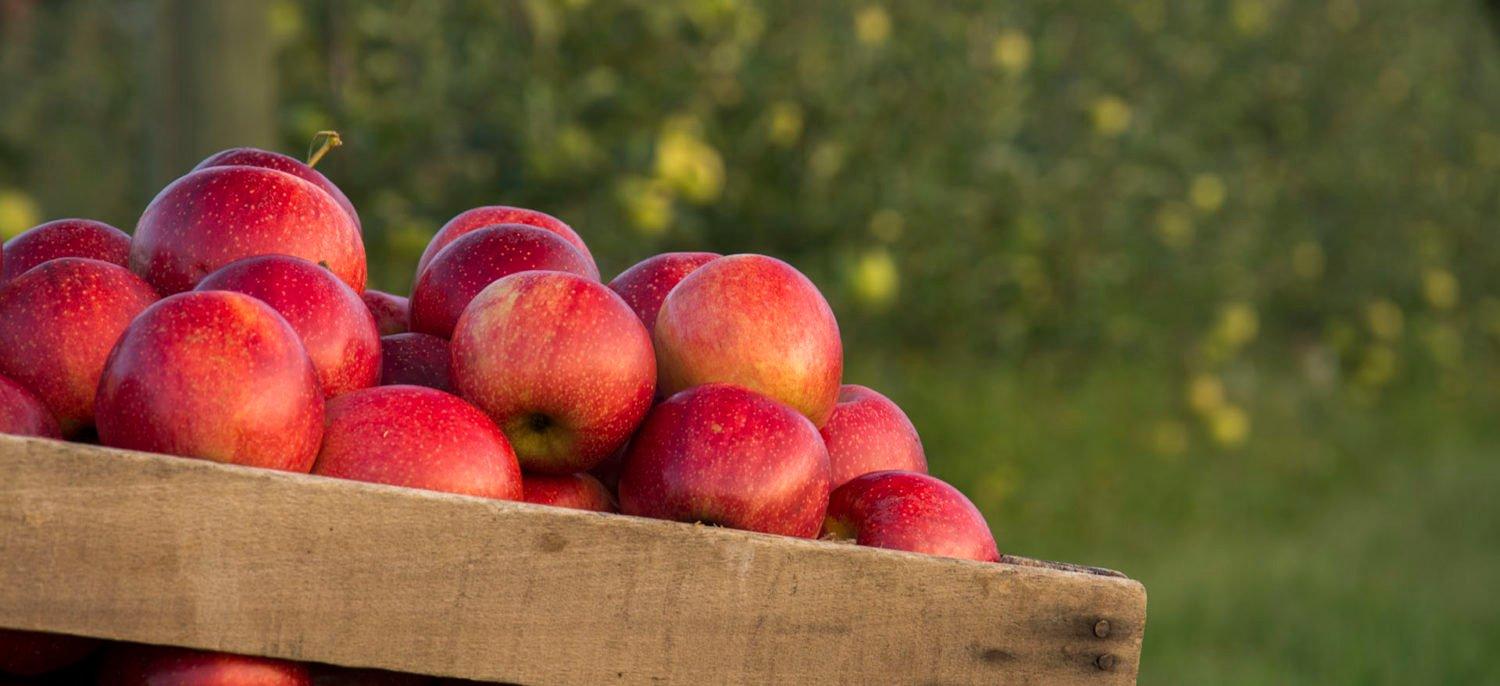 Karnes Orchard