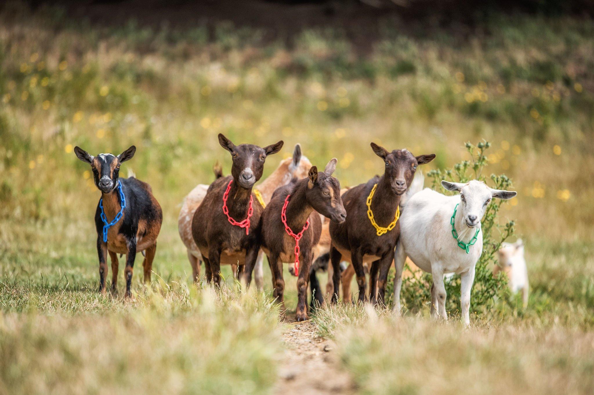 Yellow Point Farms