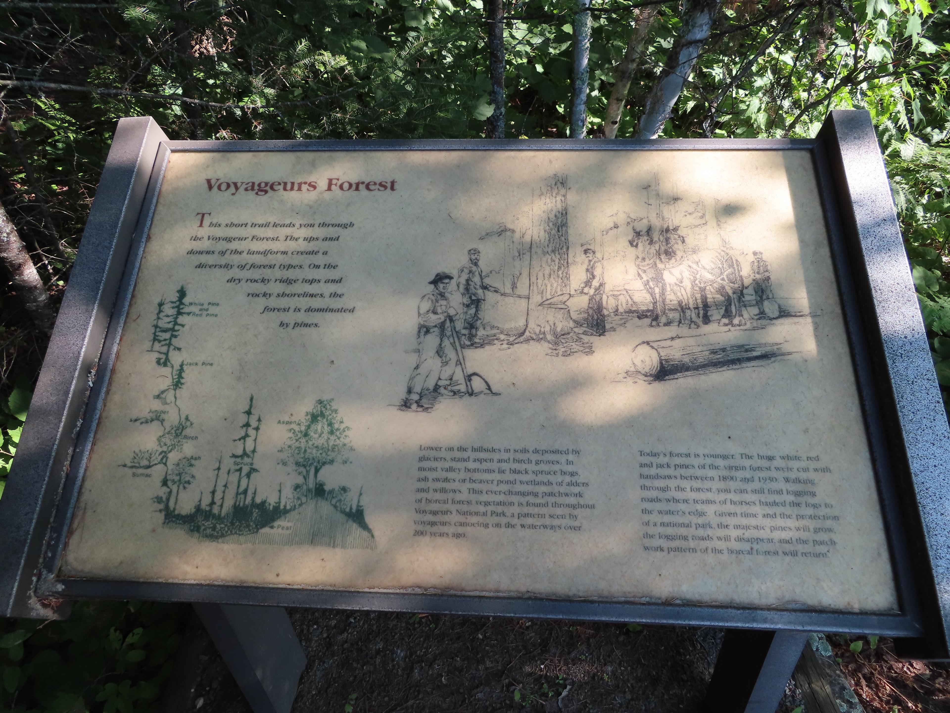 Voyageurs Forest Overlook