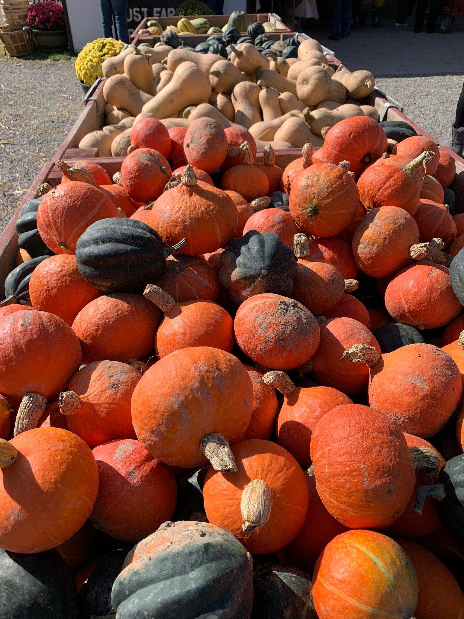 Gust Brother's Pumpkin Farm