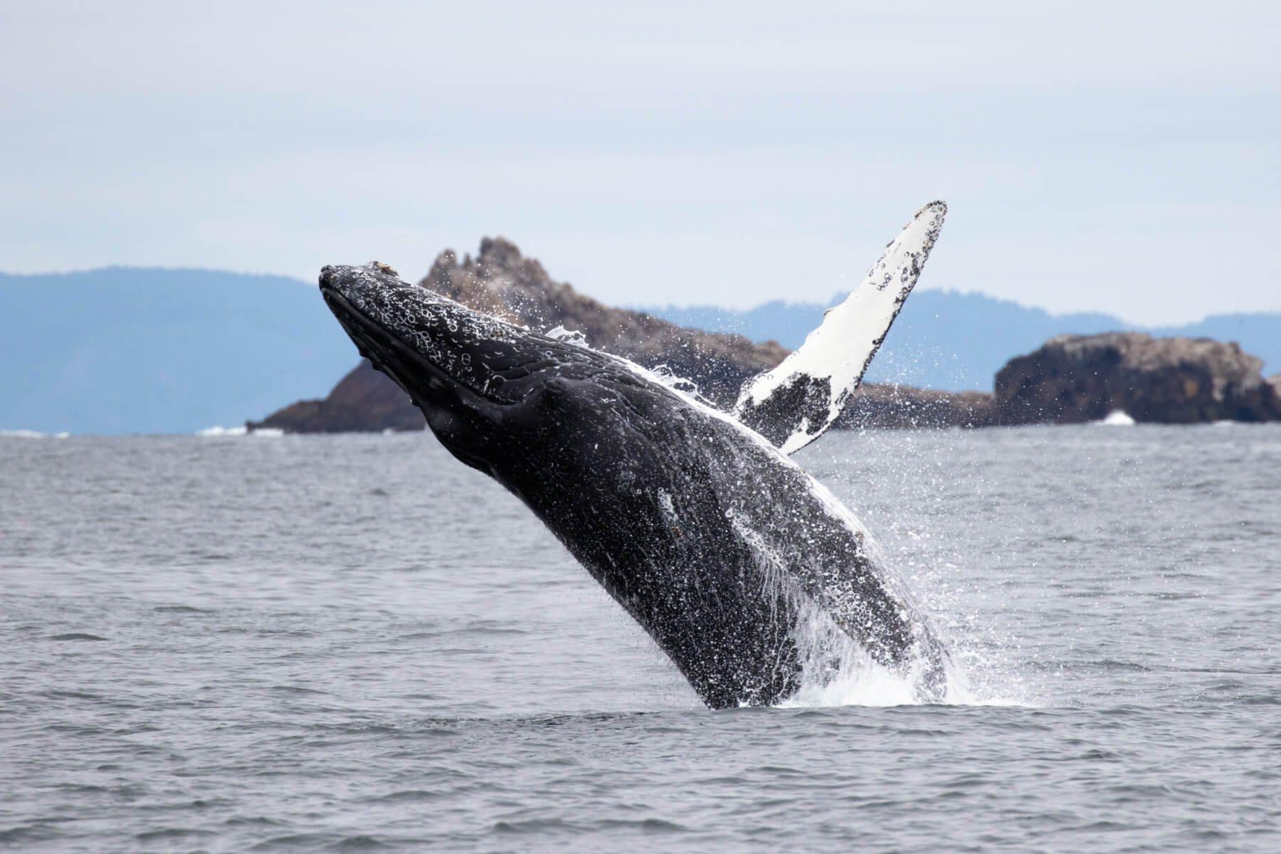 Oceanic Society Farallon Islands Whale Watching