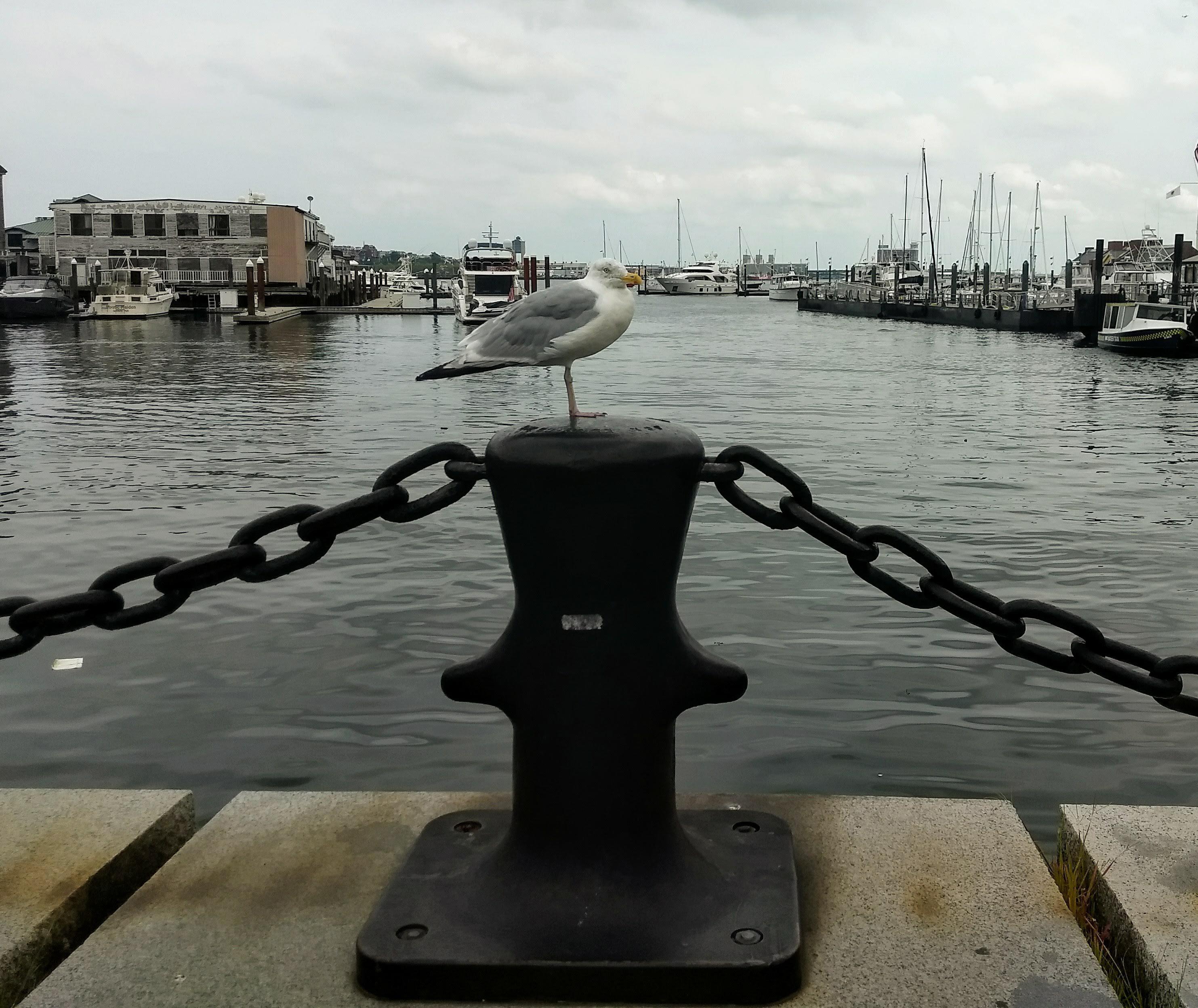 Boston Waterboat Marina