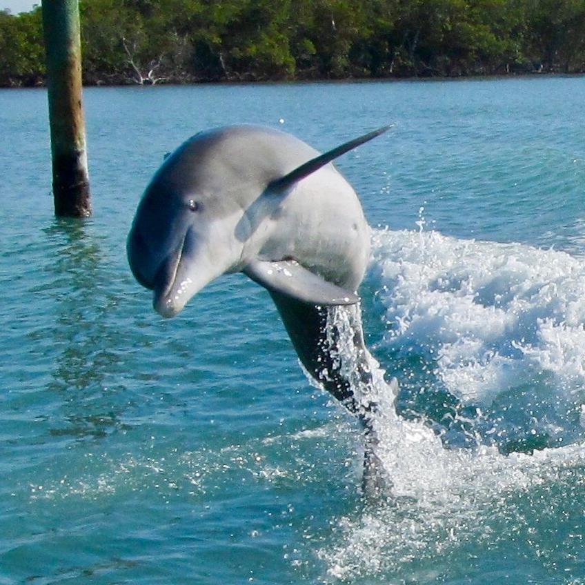 Saltwater Magic Boat Tours