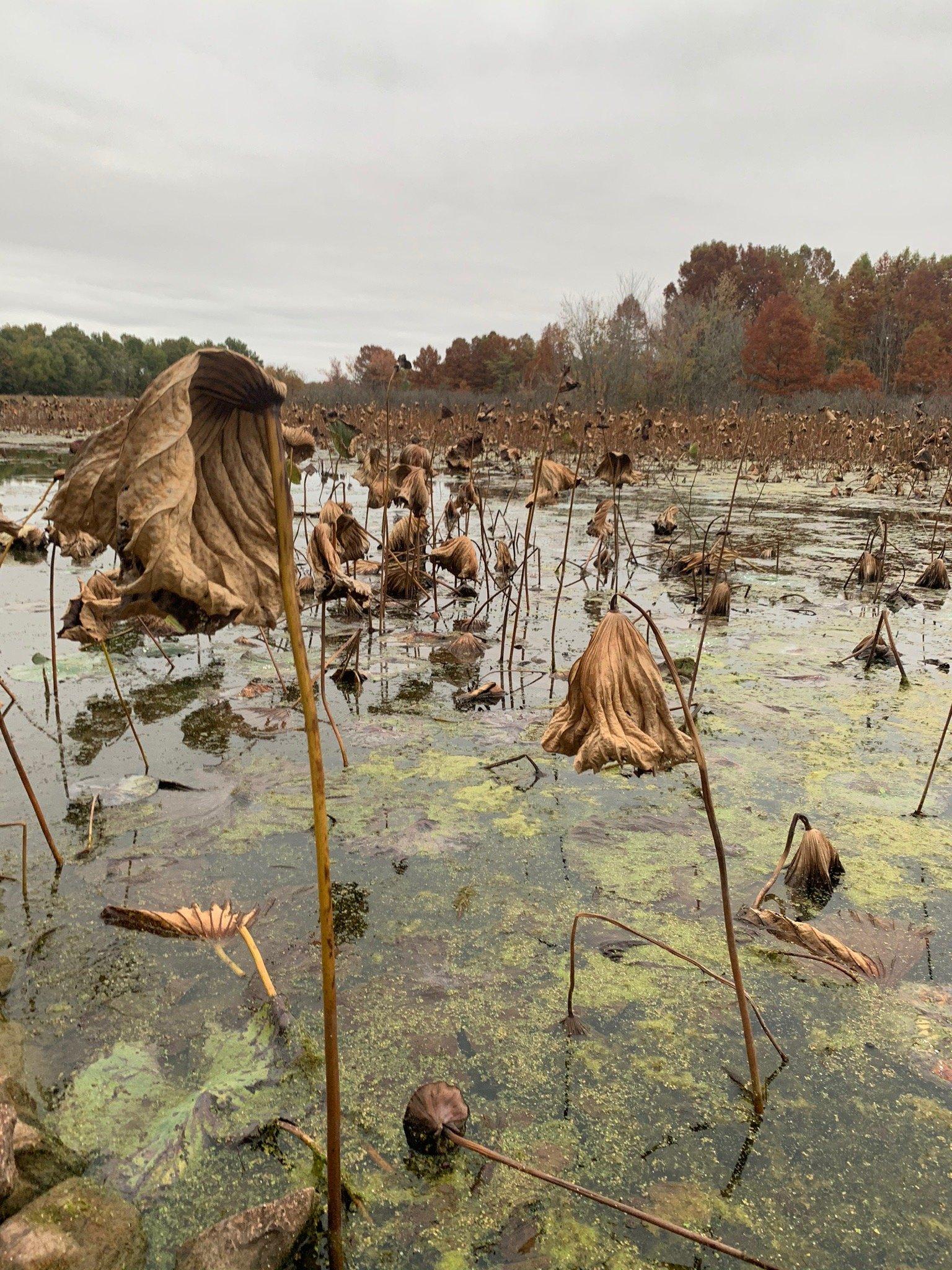 Mermet Lake State Fish and Wildlife Are