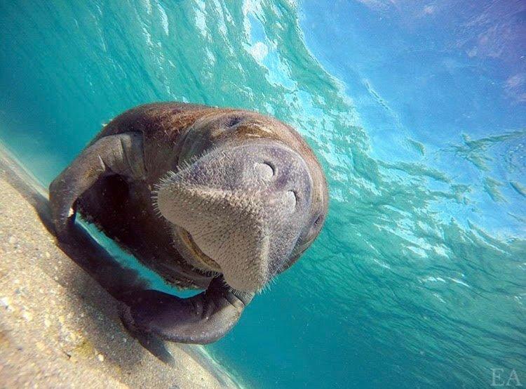 Snorkeling Palm Beach