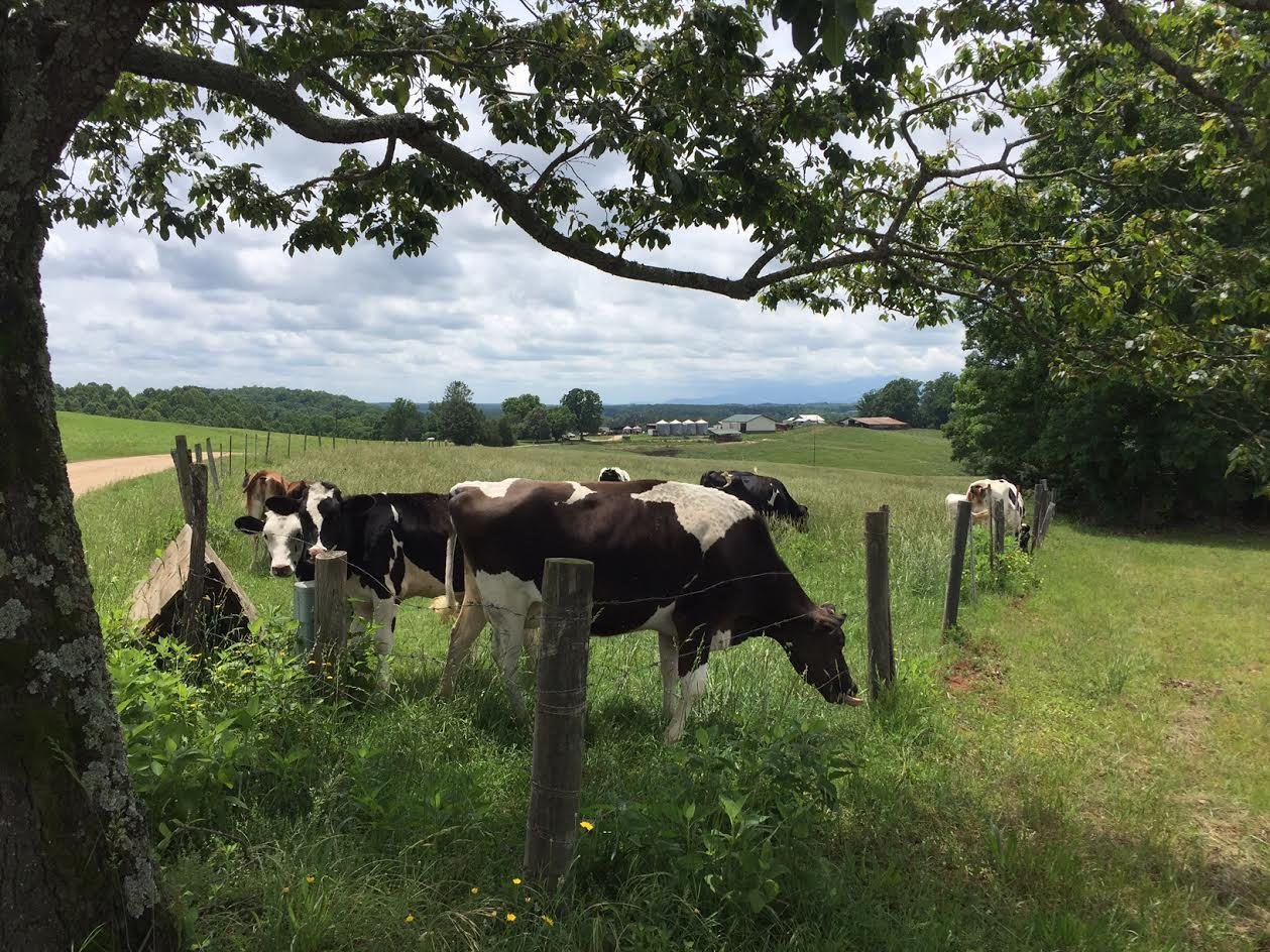 Looking Glass Creamery