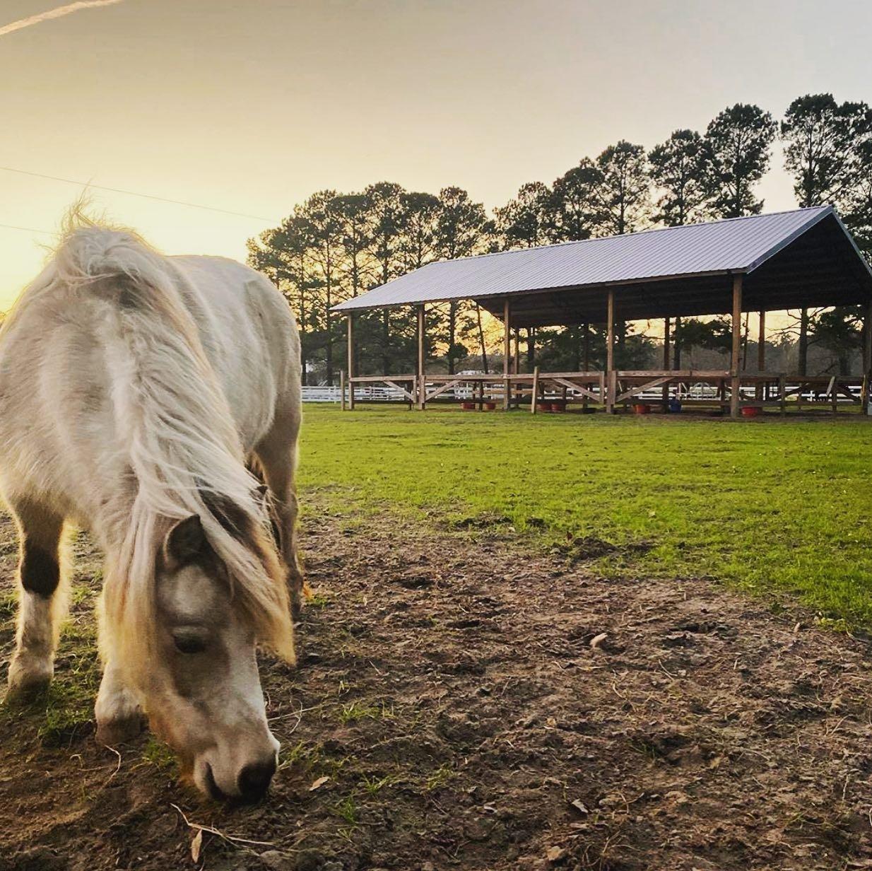 Red Gate Farms Equestrian Center